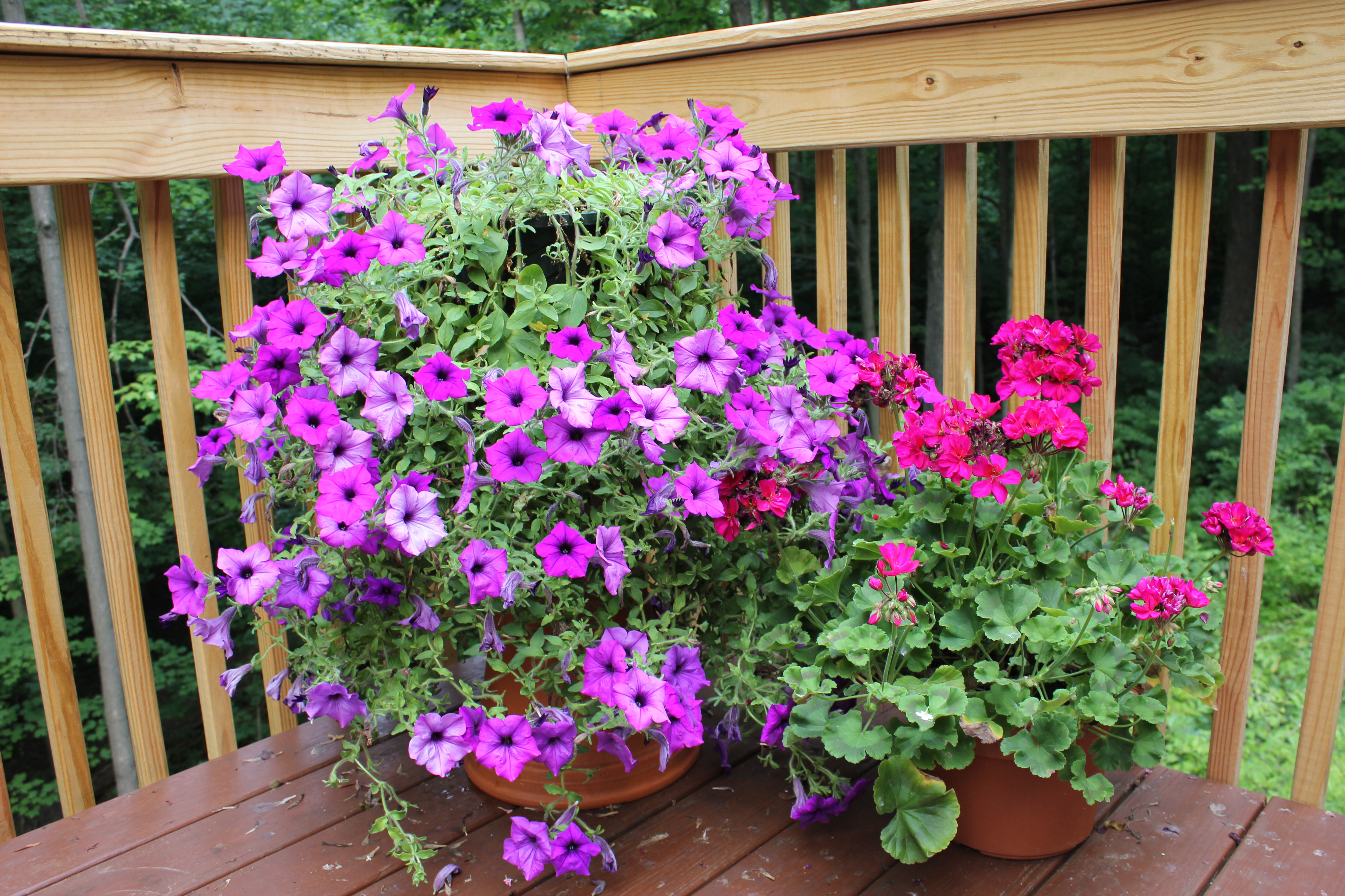 Cascading hanging basket petunias with geranium planter EBTH
