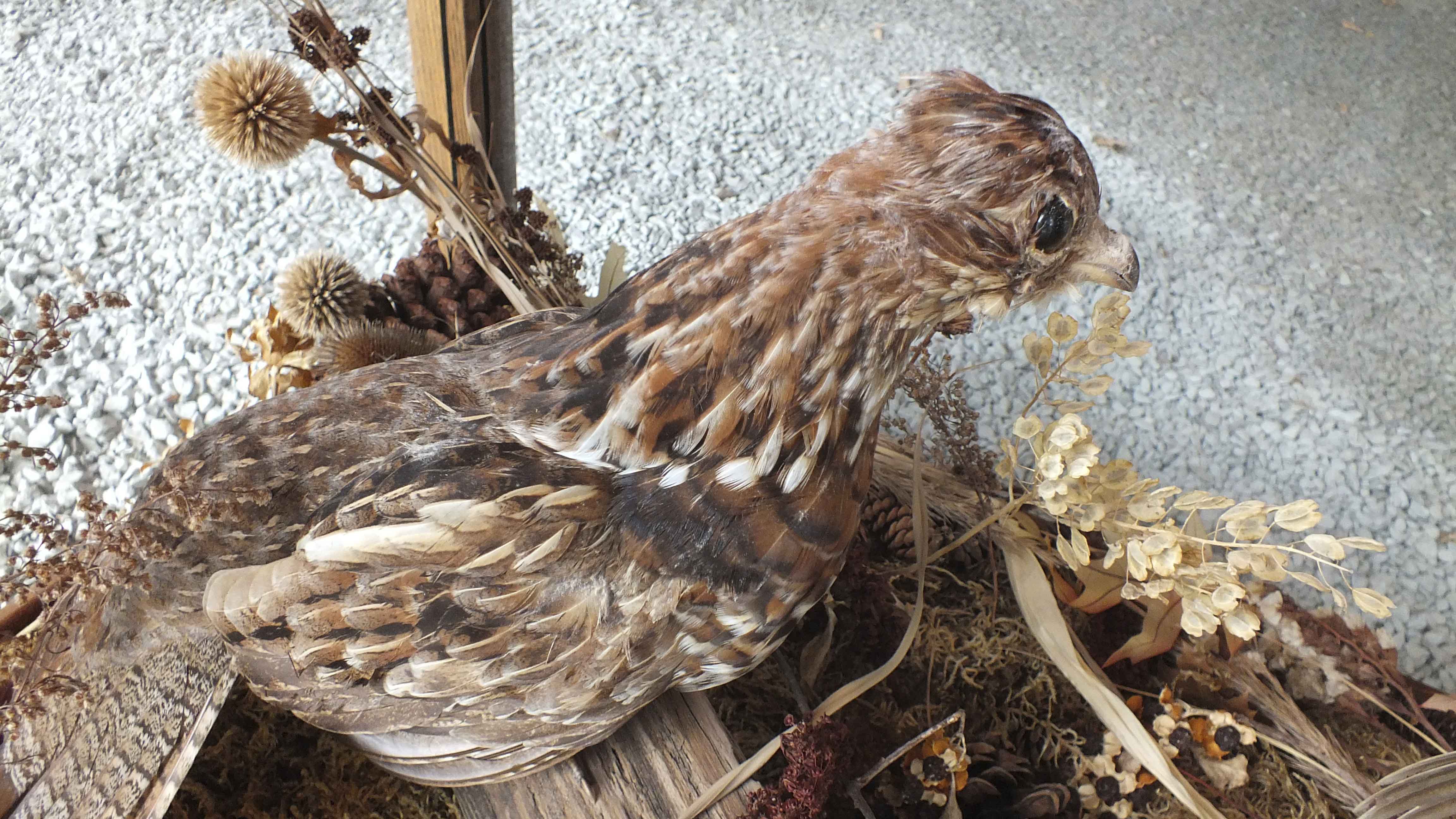 Taxidermy Showcase Coffee Table | EBTH