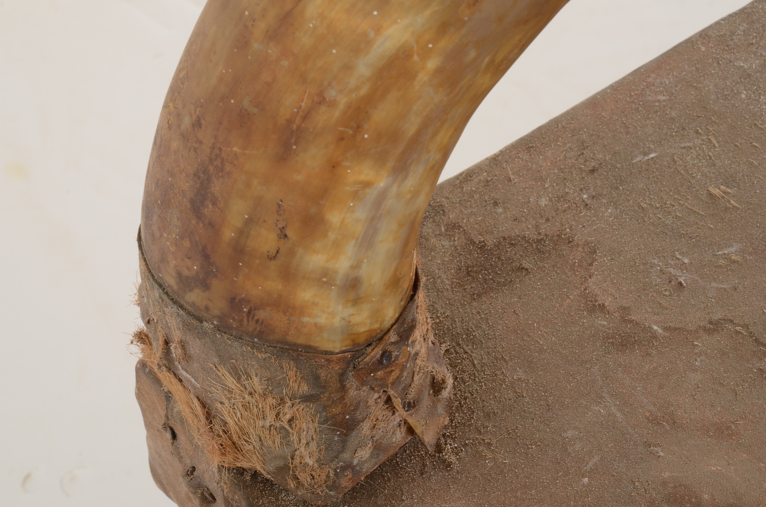 Early Mid Century Steer Horn and Hide Chairs EBTH