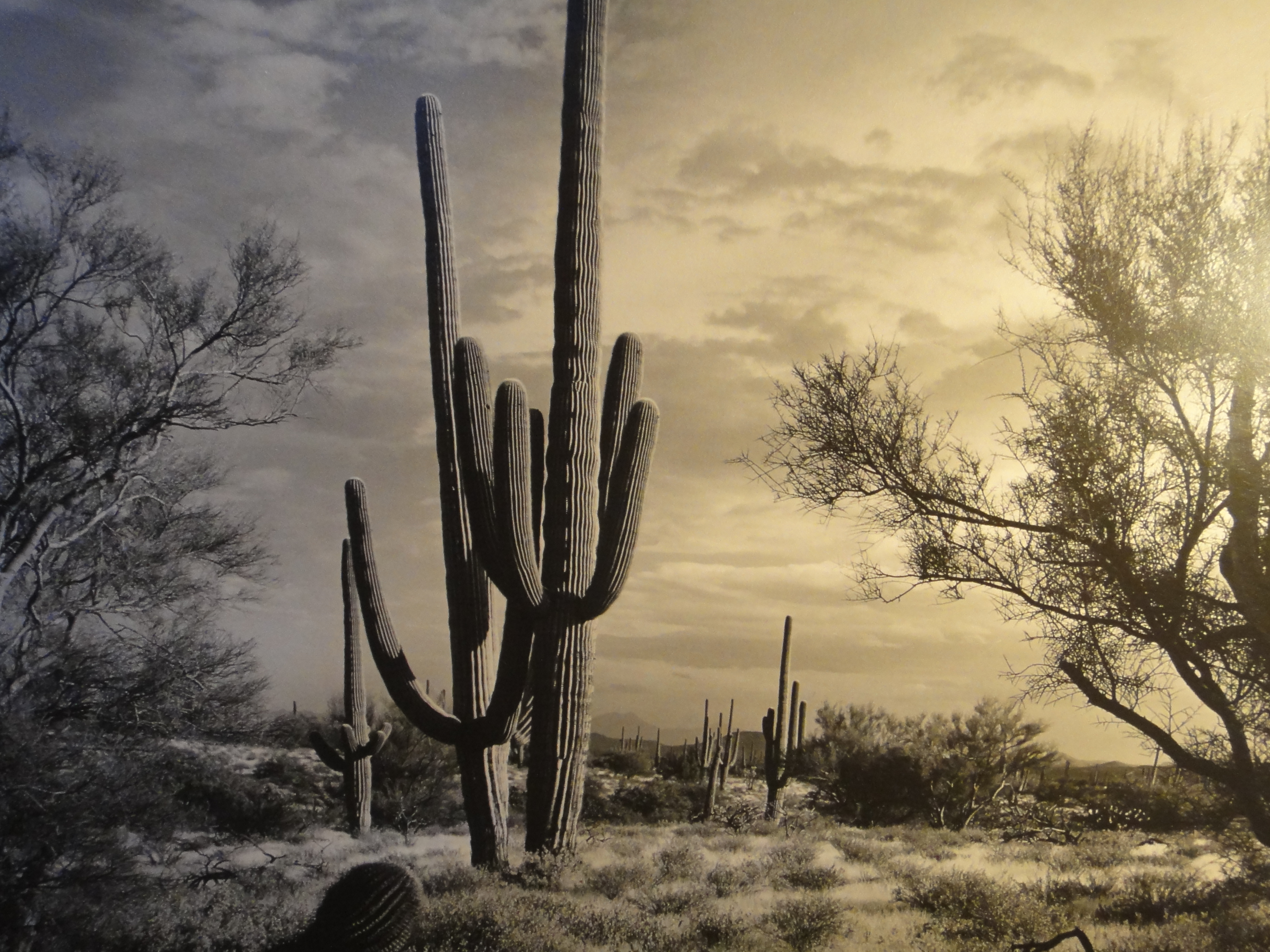 Five Large Framed Photographs EBTH