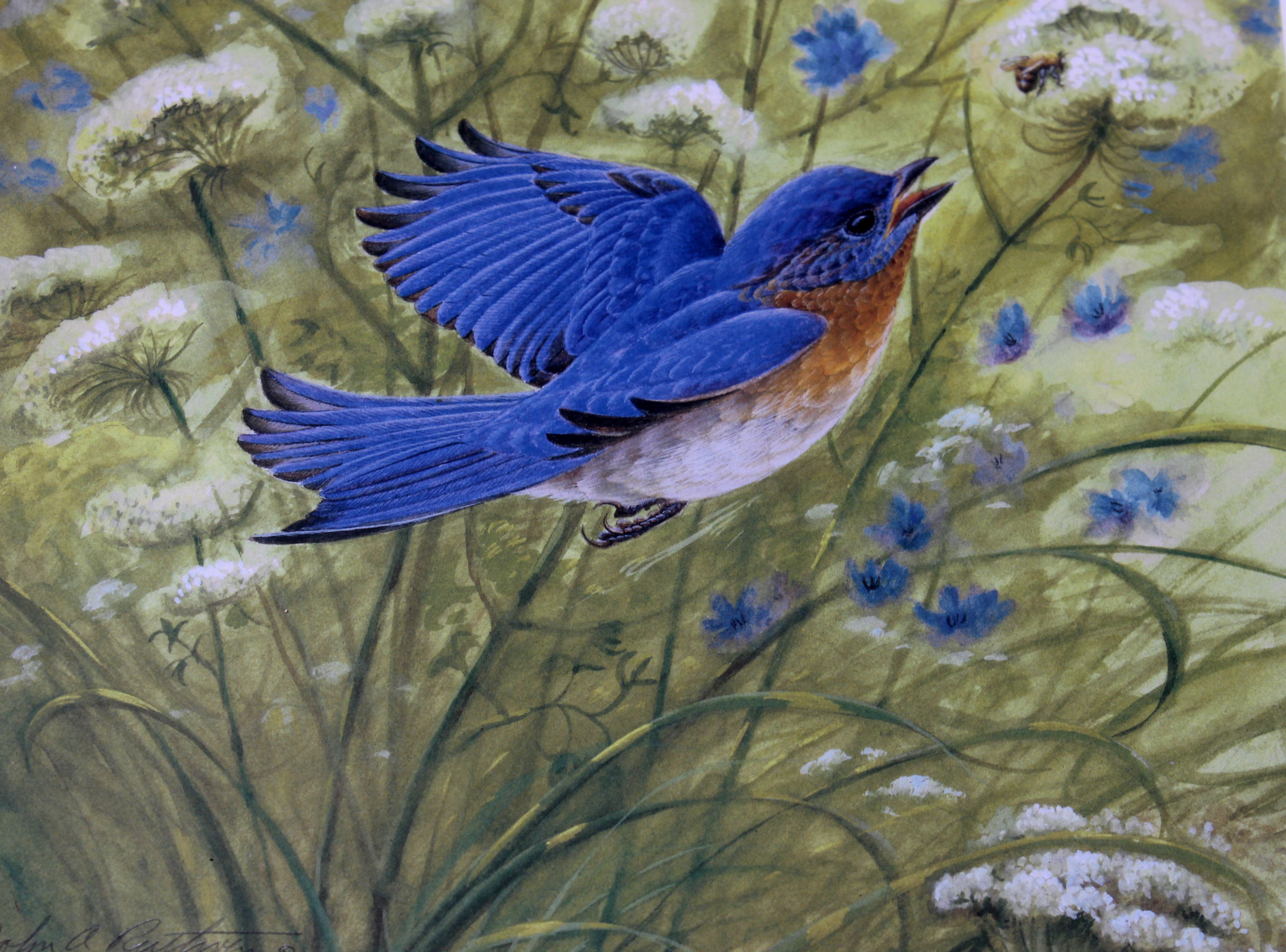 Limited Edition John Ruthven Lithograph "Eastern Bluebird" EBTH