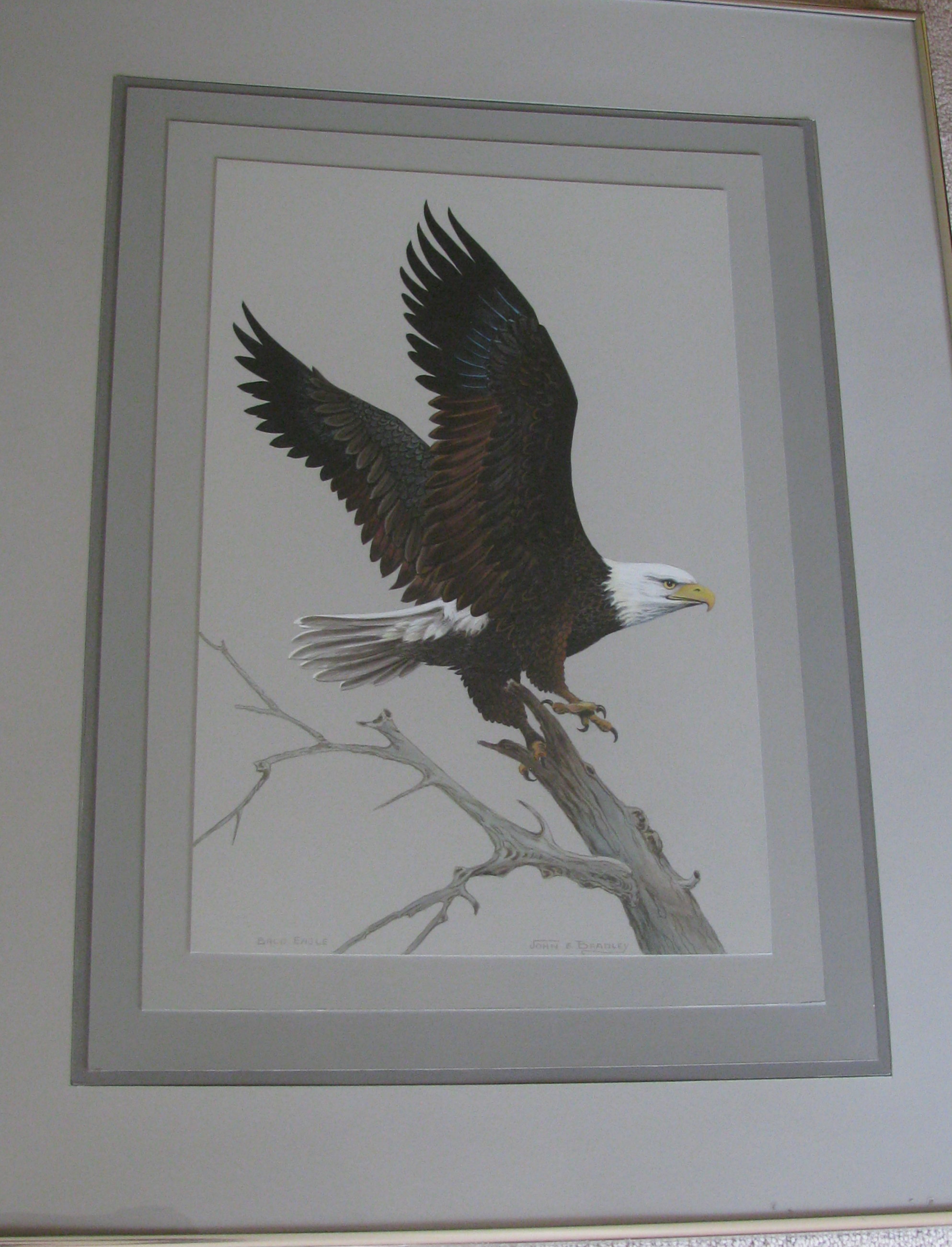 Framed Bald Eagle Print by John E. Bradley EBTH