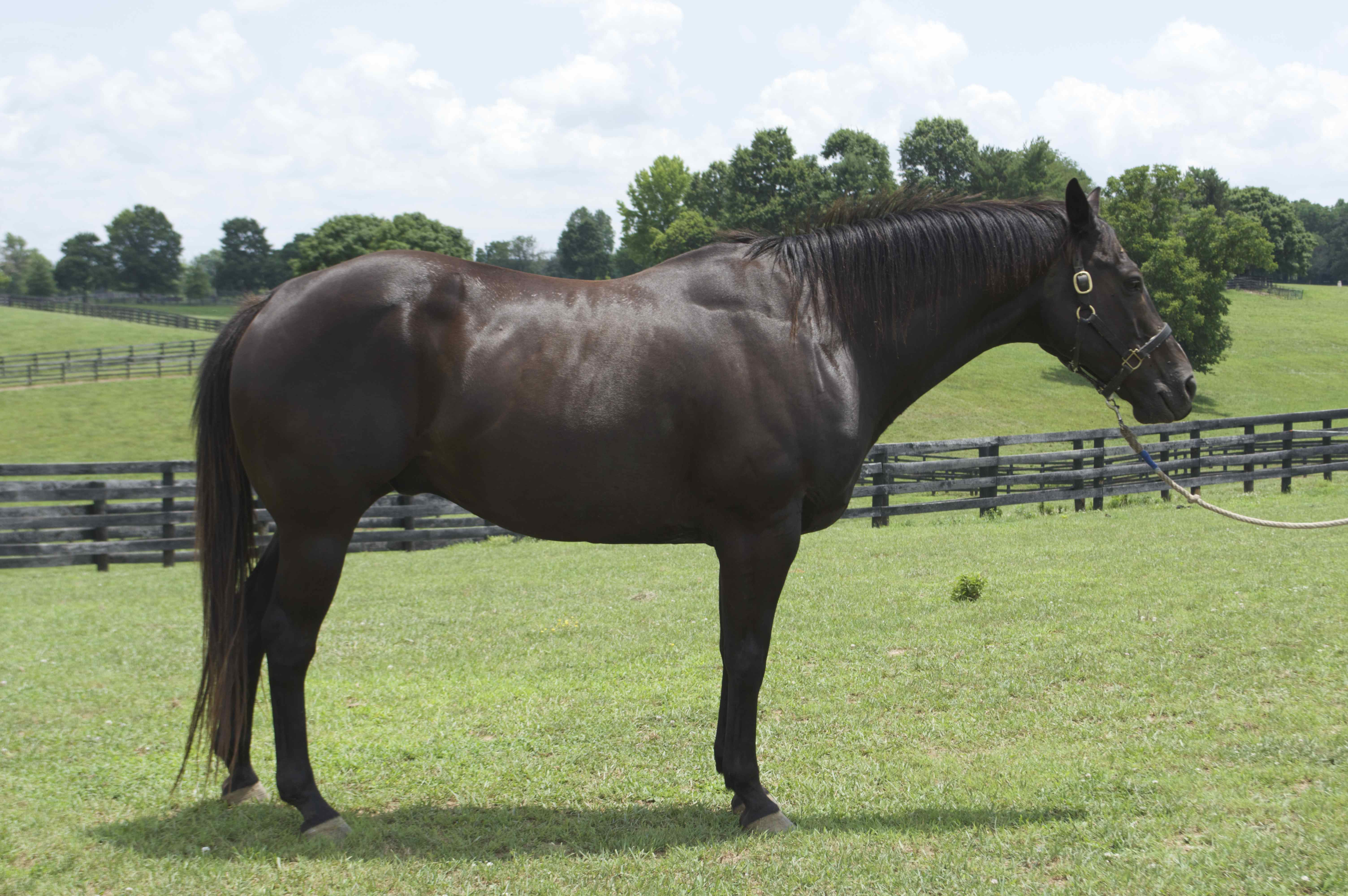 Appendix Horse Gelding Named "Blackie" EBTH