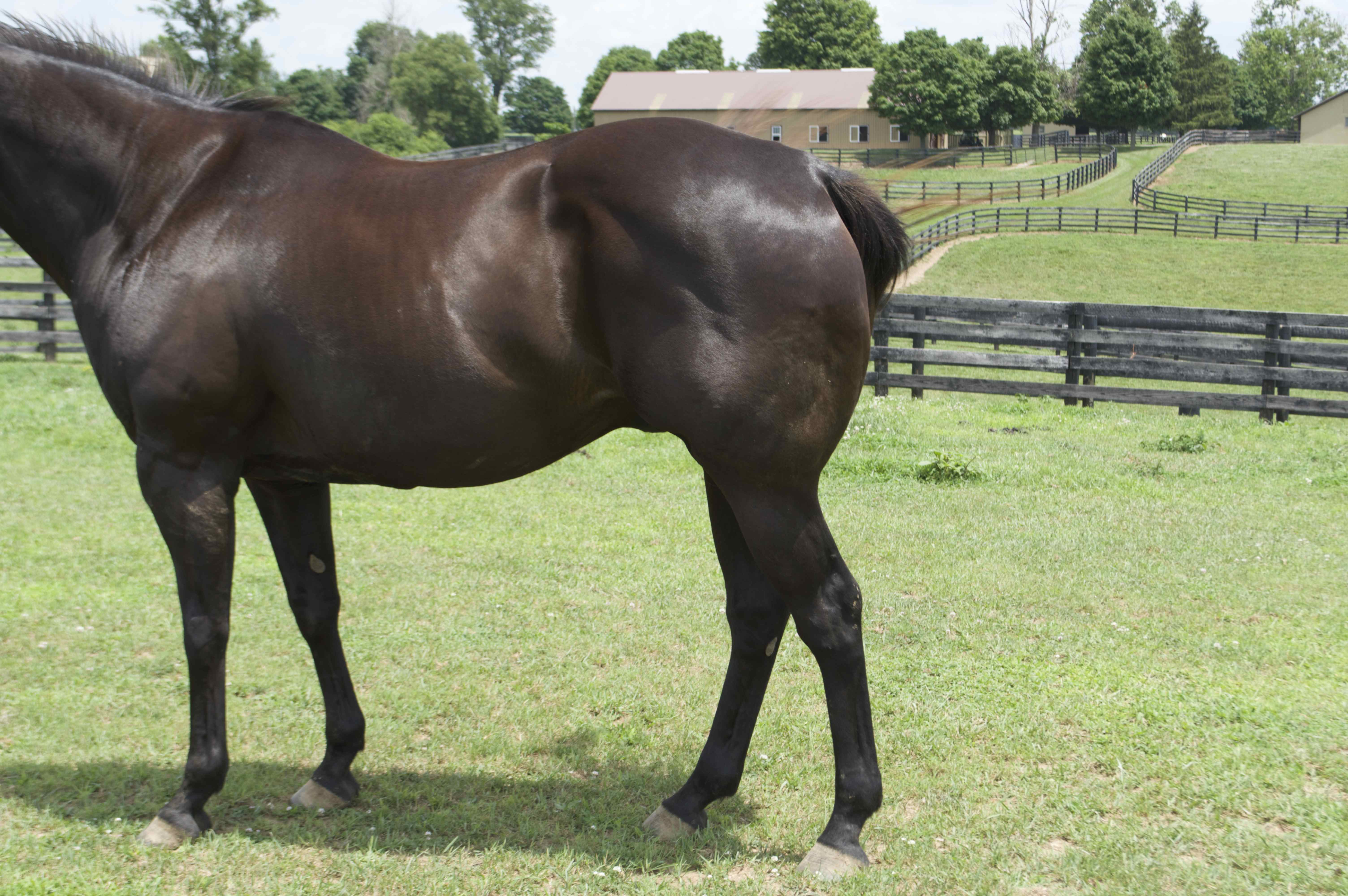 Appendix Horse Gelding Named "Blackie" EBTH