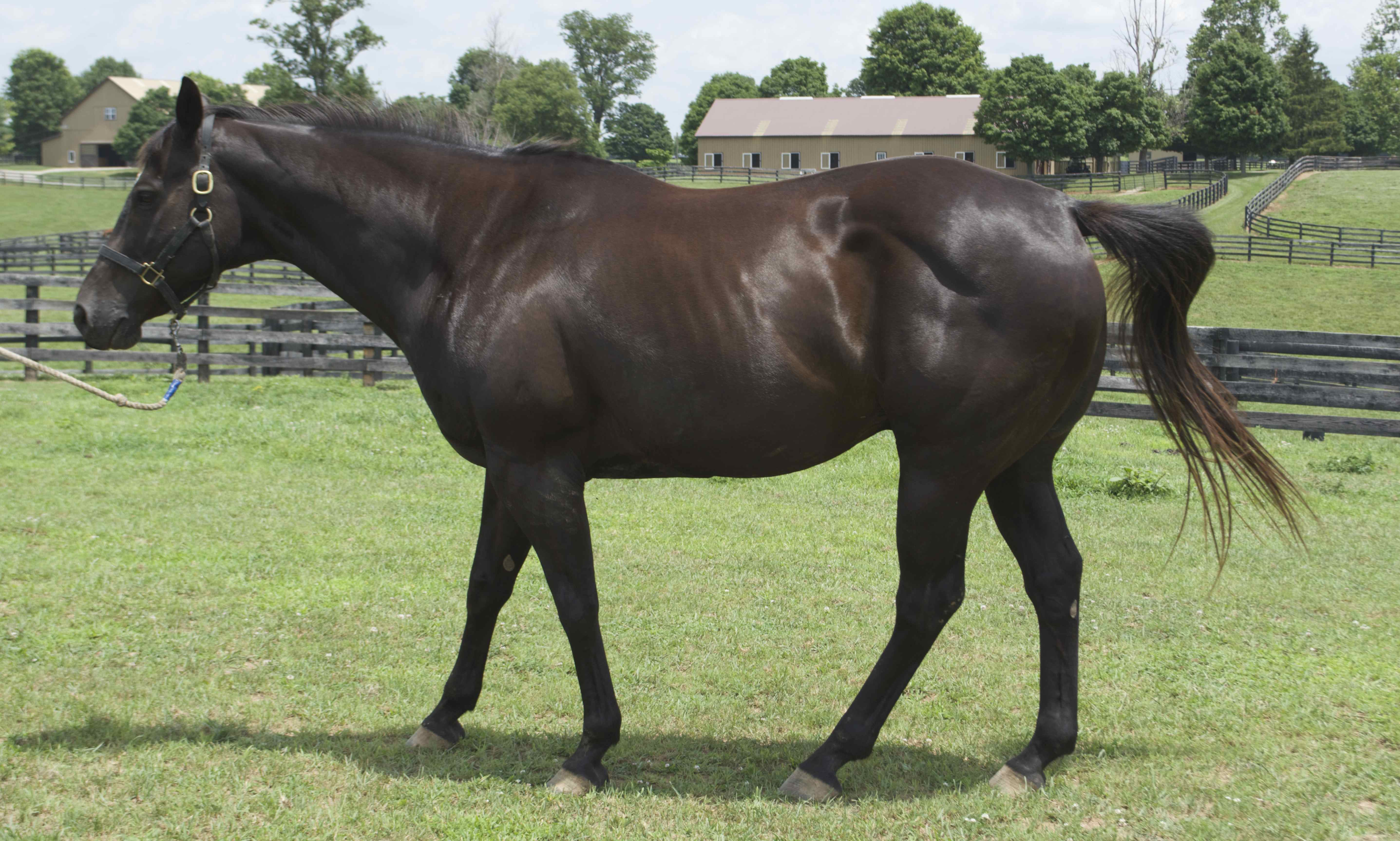 Appendix Horse Gelding Named "Blackie" EBTH