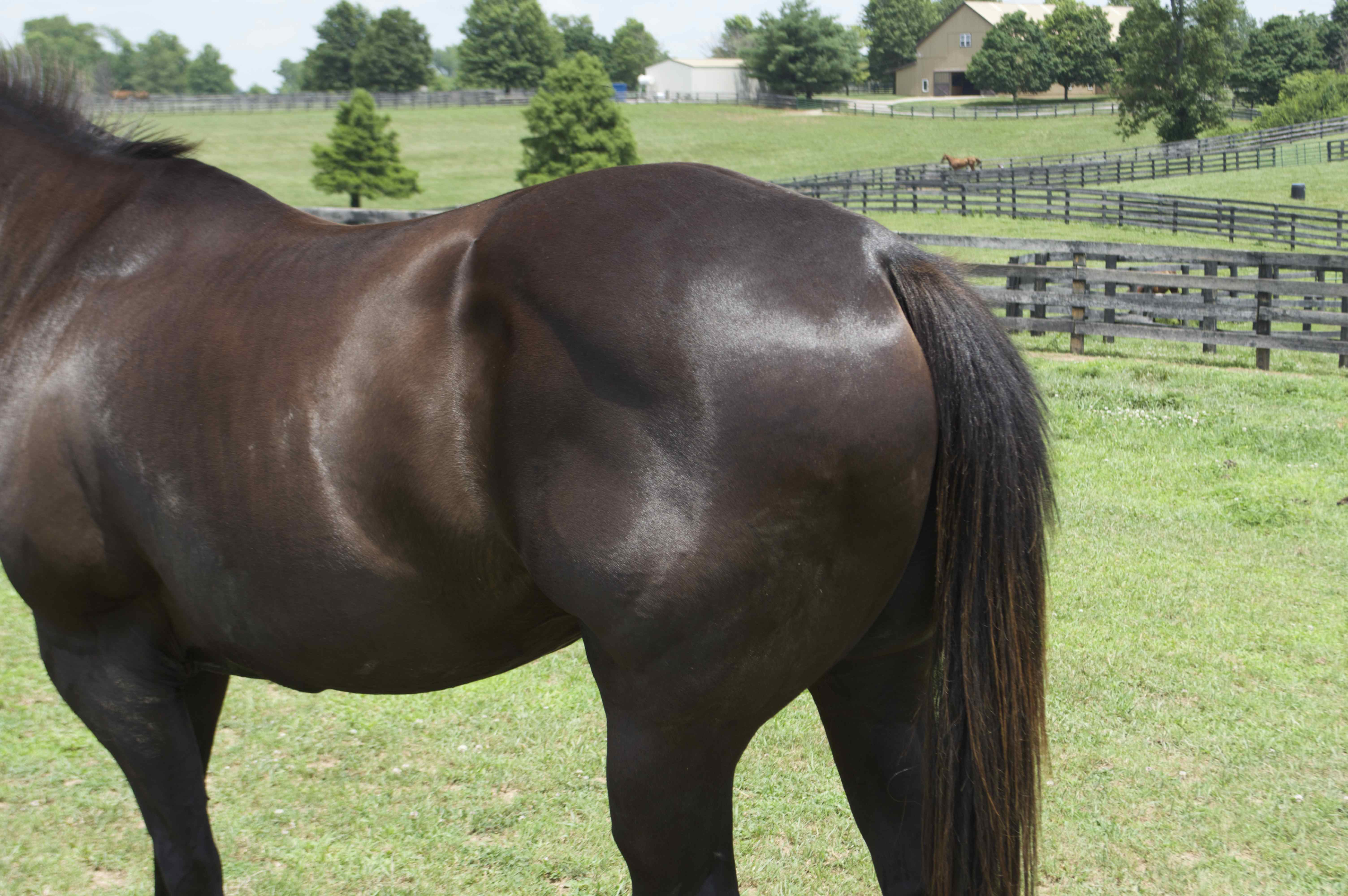 Appendix Horse Gelding Named "Blackie" EBTH