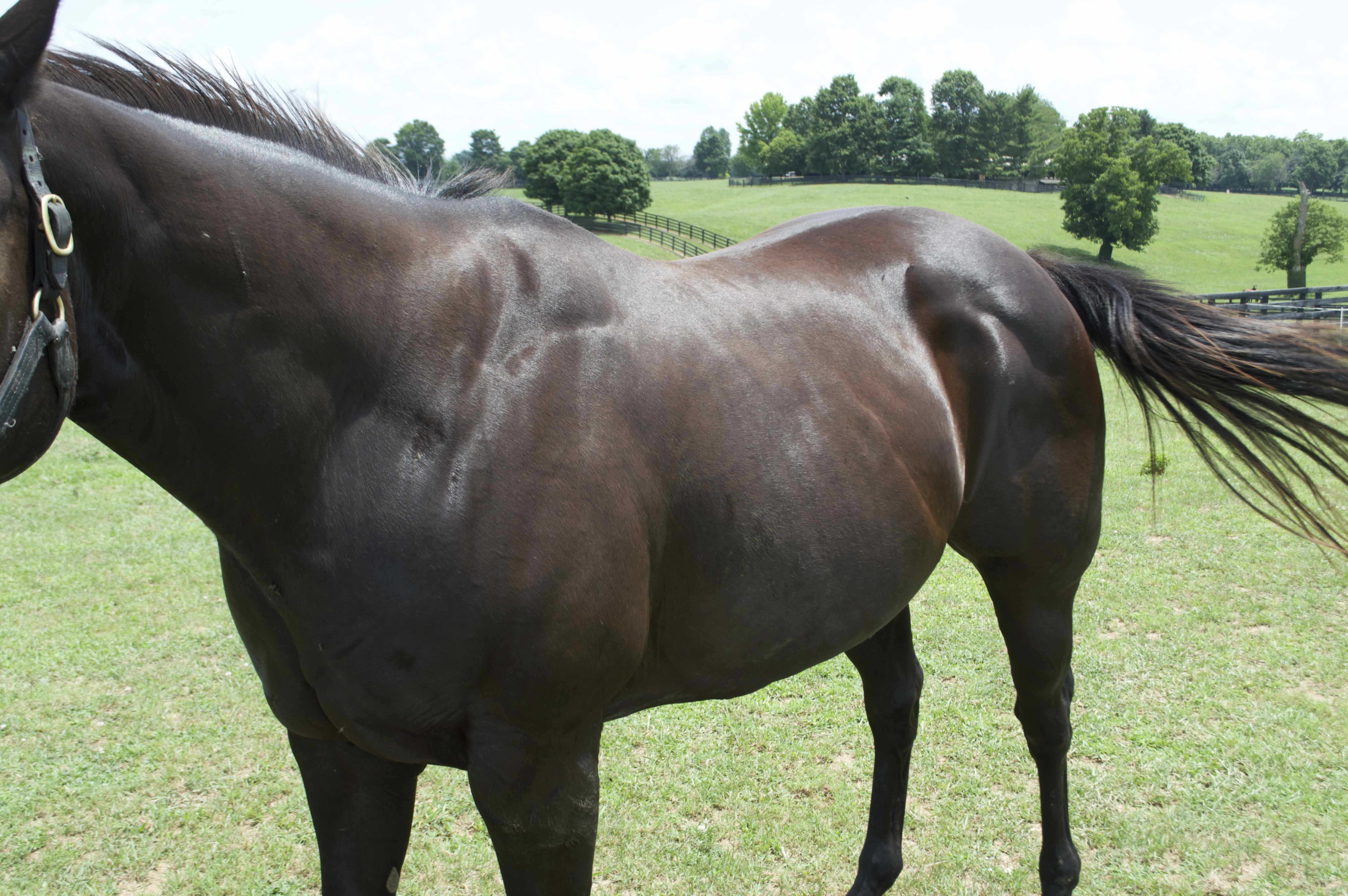 Appendix Horse Gelding Named "Blackie" EBTH