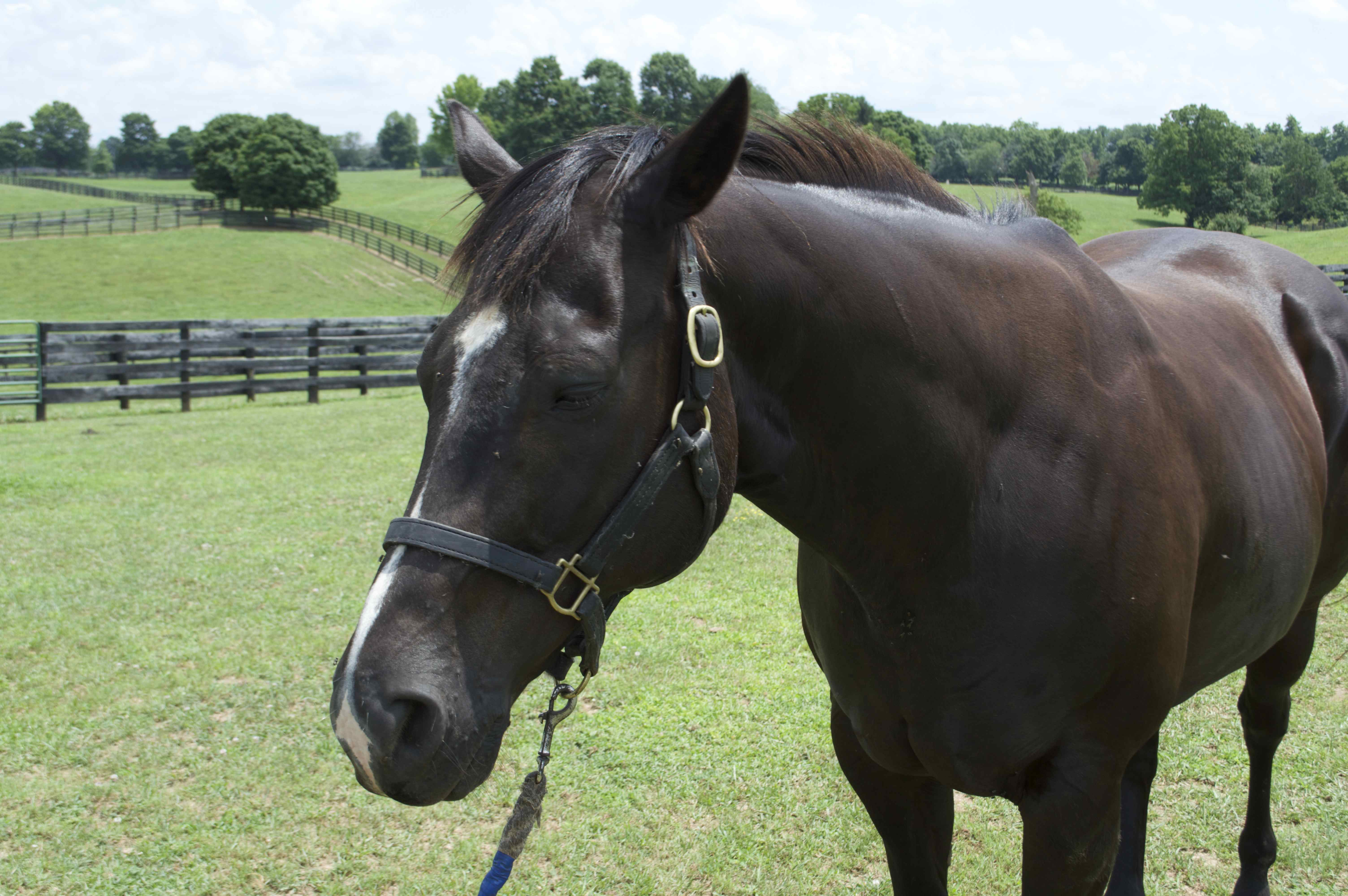 Appendix Horse Gelding Named "Blackie" EBTH