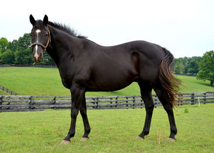 Appendix Horse Gelding Named "Blackie" EBTH