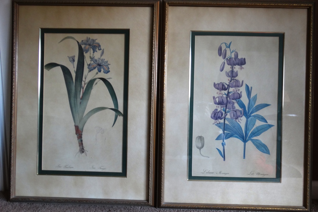 Bombay Company Framed Botanical Prints EBTH