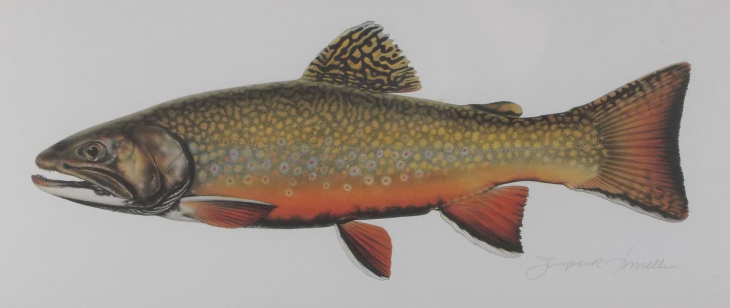 Signed Joseph R. Tomelleri Print Depicting Brook Trout EBTH