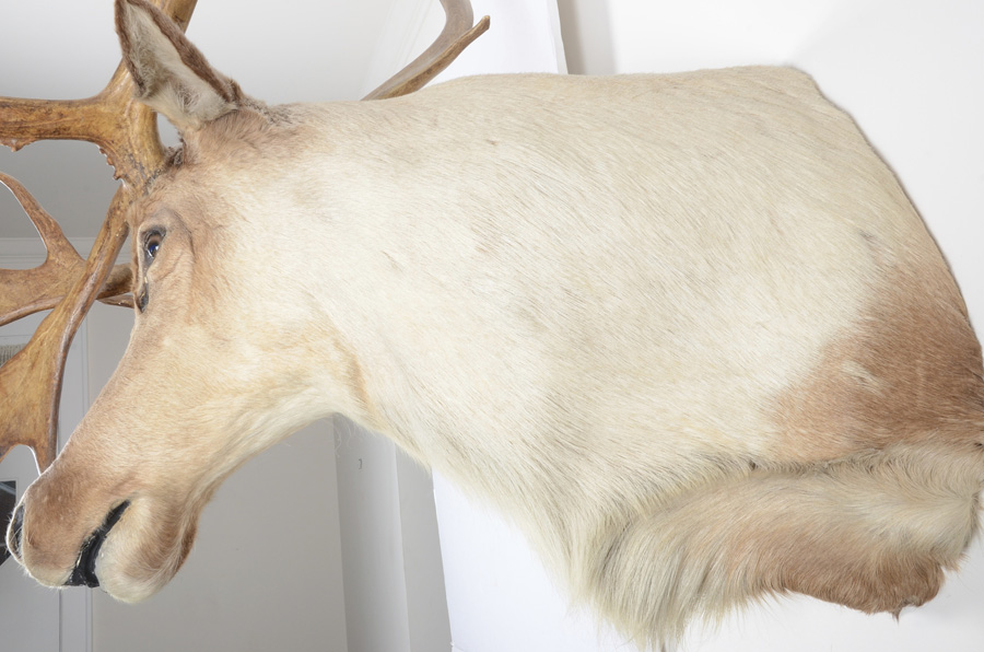 Beautiful Large Taxidermy Caribou Head Mount | EBTH