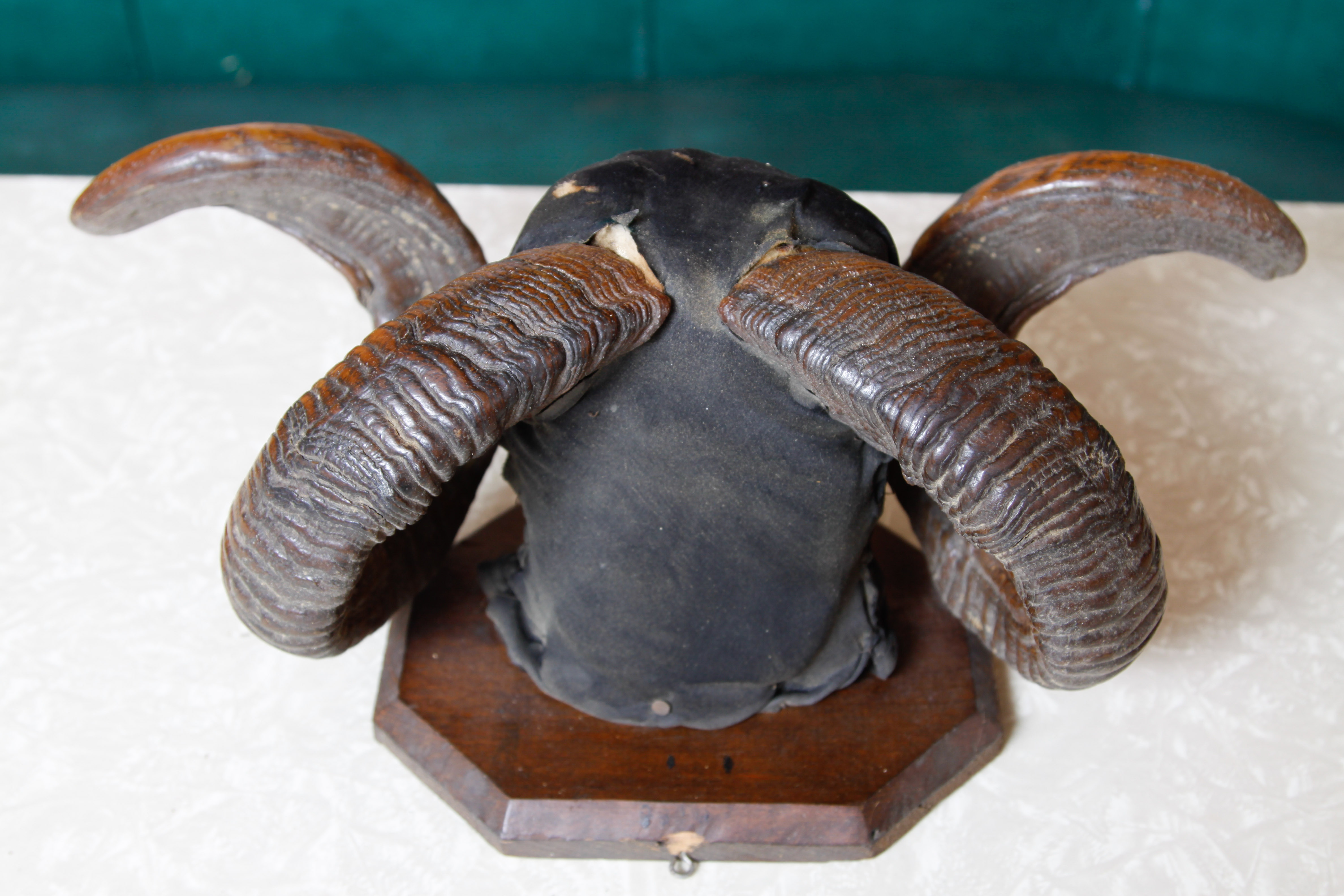 Mounted Ram Horns | EBTH