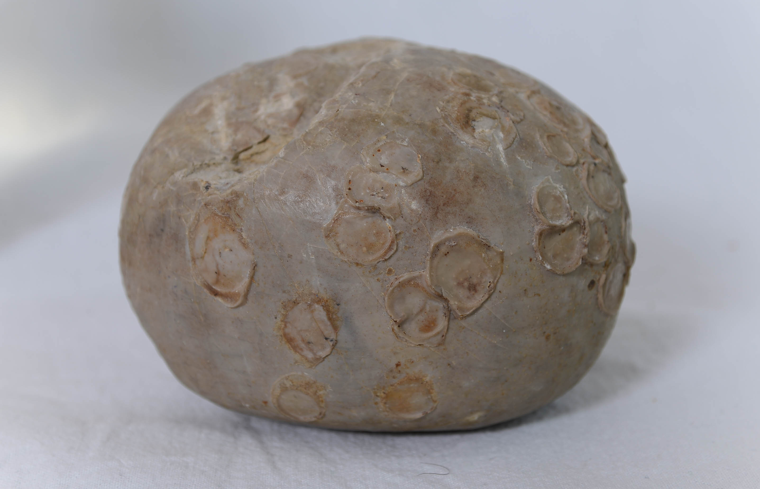 Collection of Natural History Paperweights EBTH