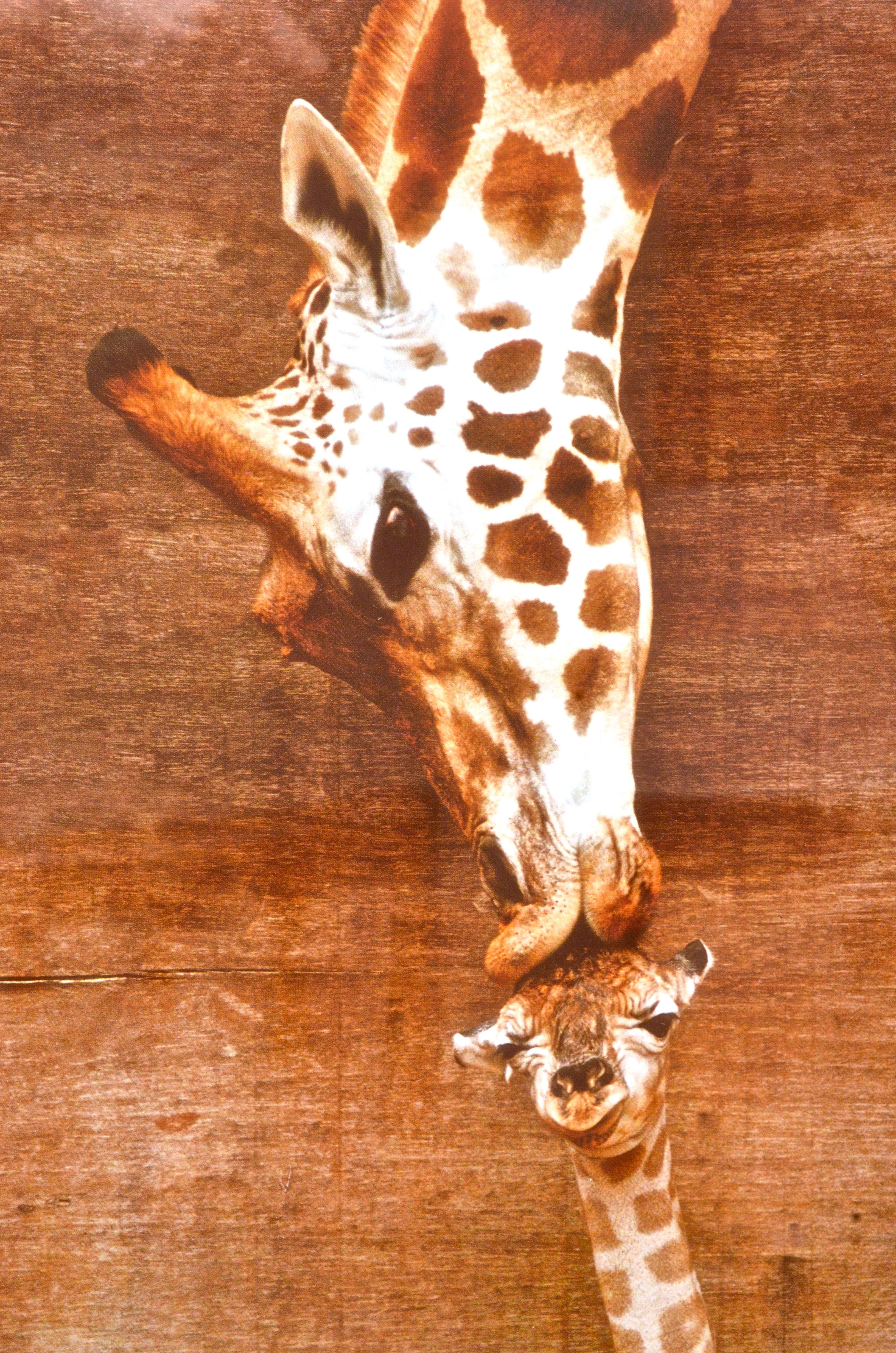 Framed The First Kiss Giraffe Poster EBTH