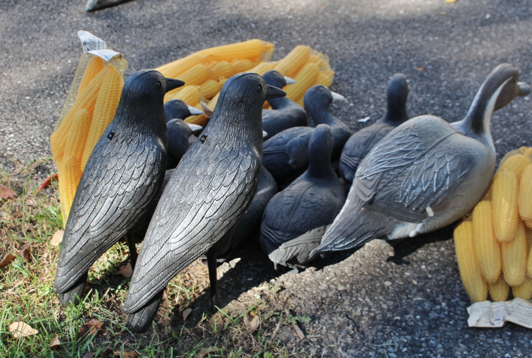 Hunting Decoys Crows, Black Coons, Corn and Goose EBTH
