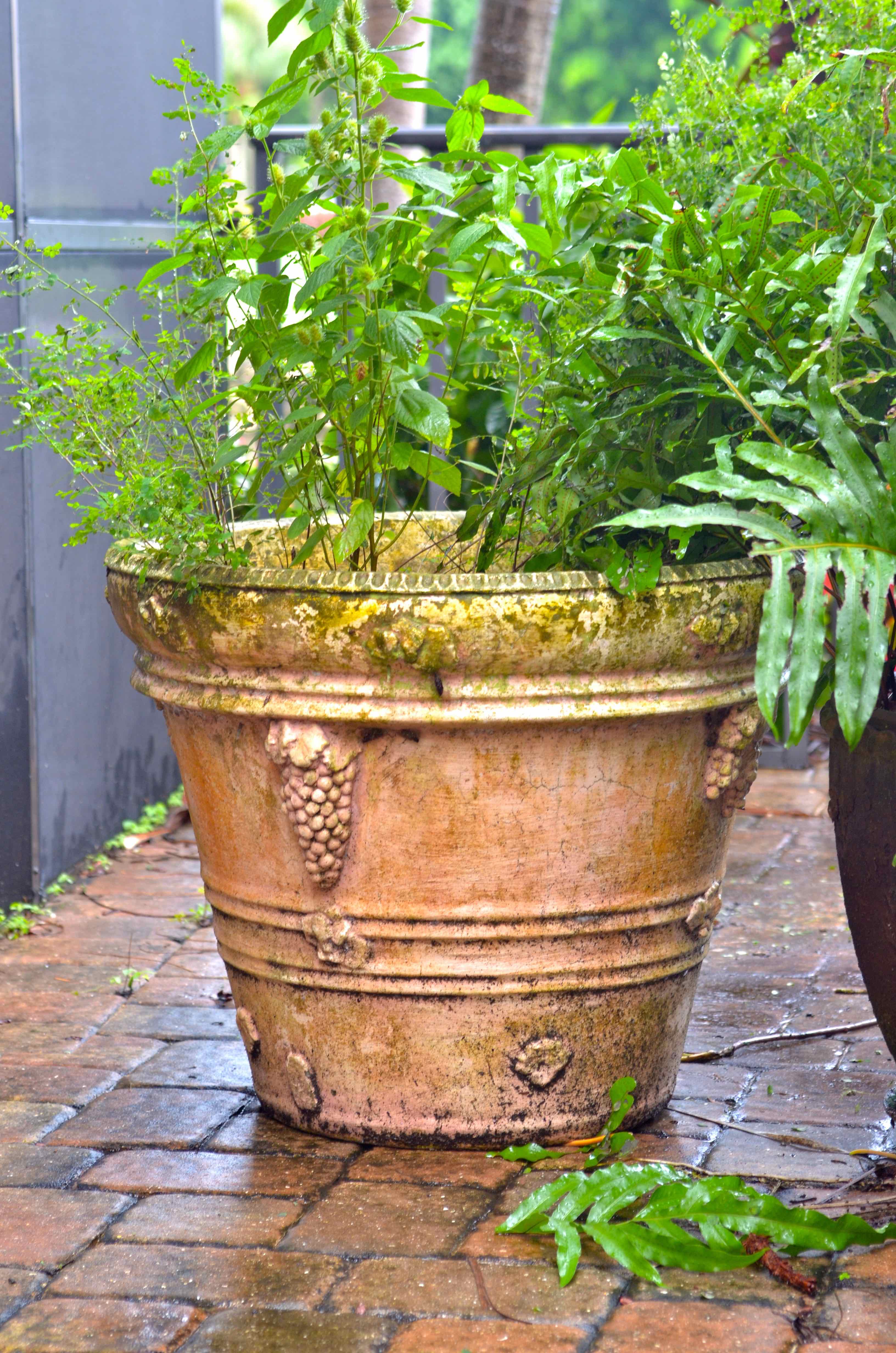 Collection of Three Huge Planters with Plants | EBTH