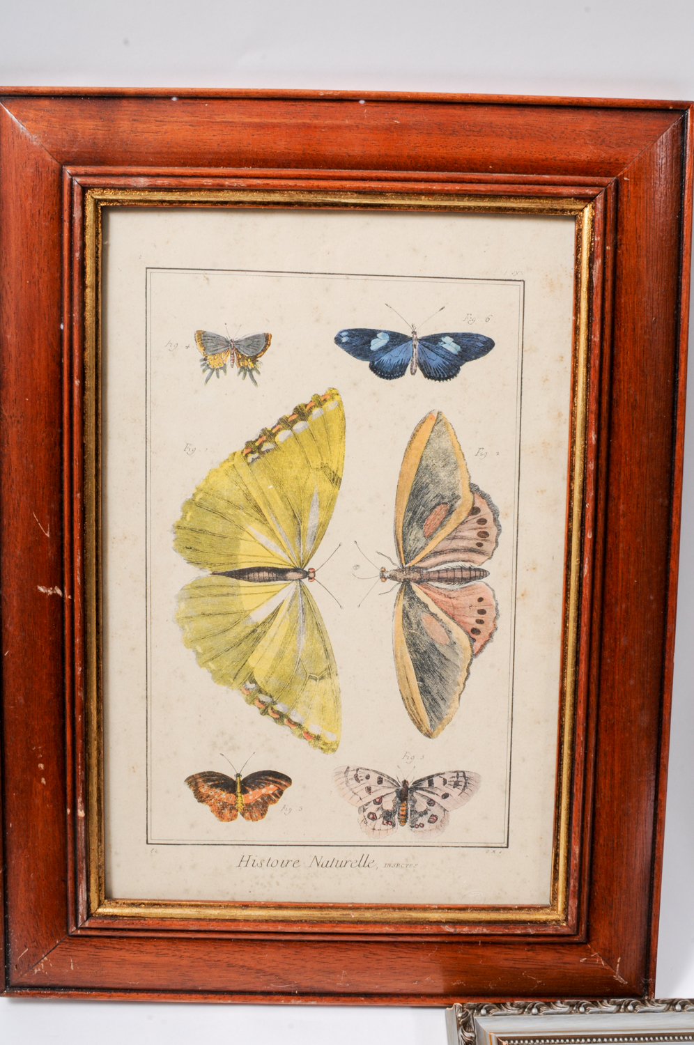 three-framed-butterfly-prints-ebth
