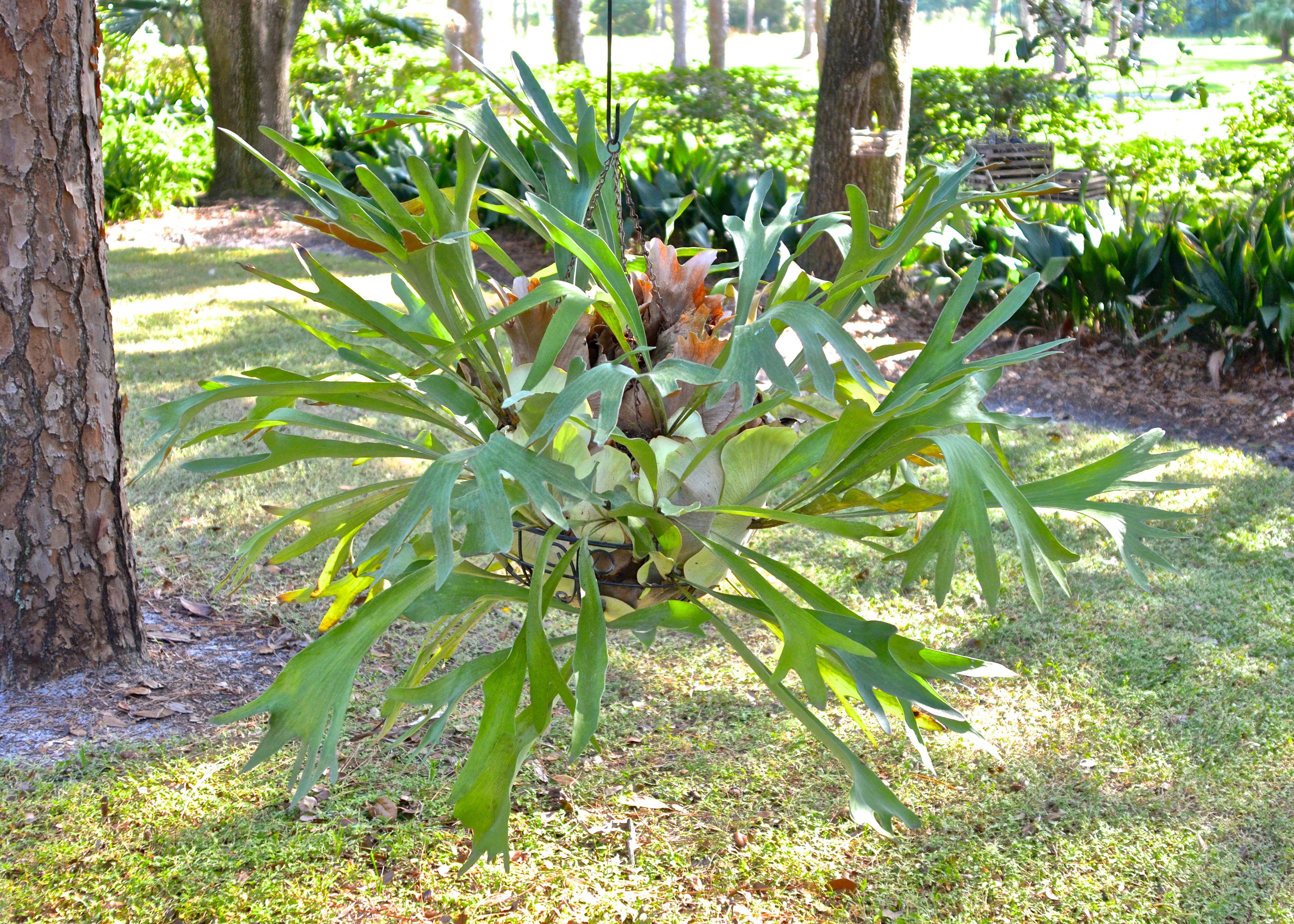 Staghorn Fern in a Hanging Basket EBTH