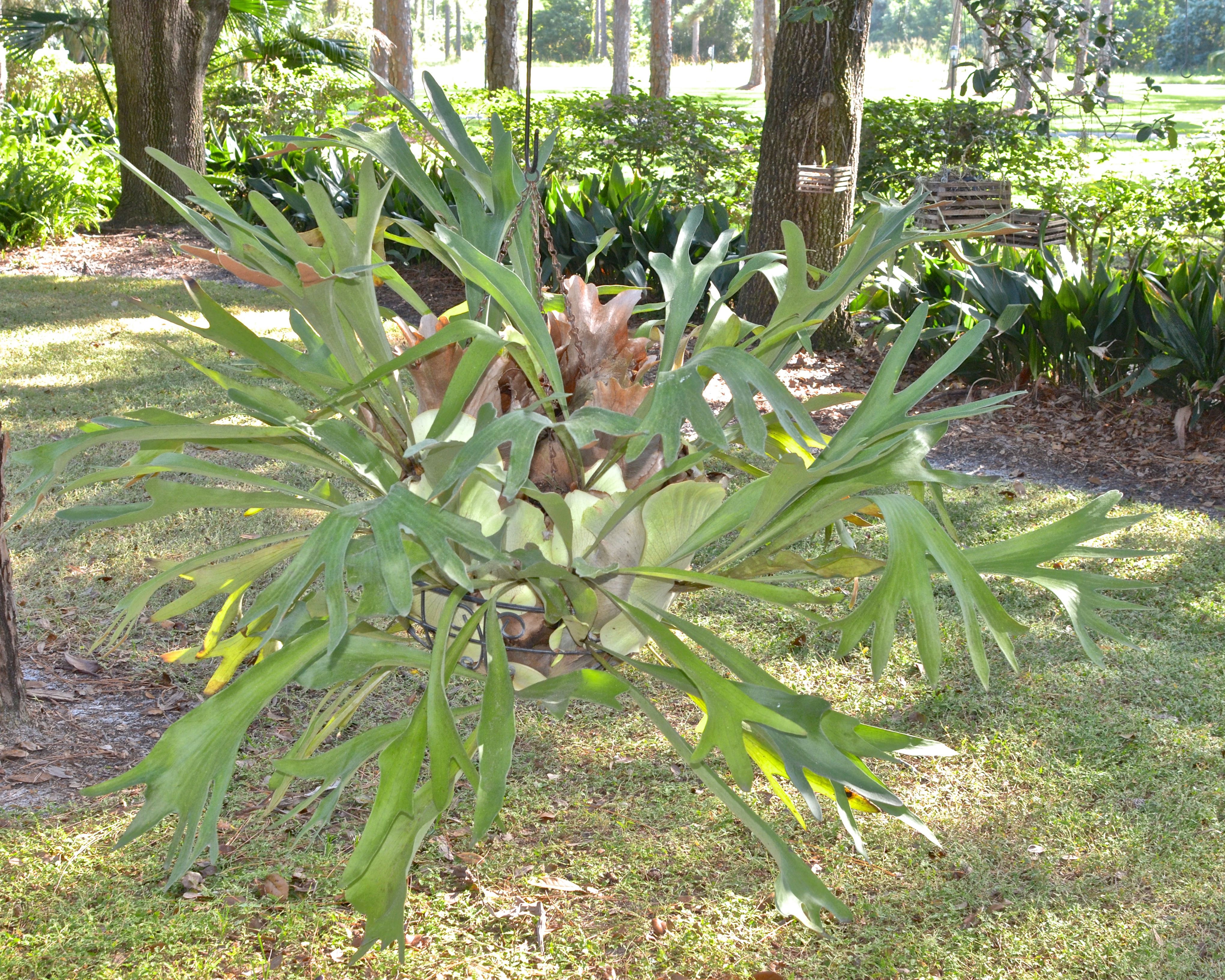 Staghorn Fern in a Hanging Basket EBTH