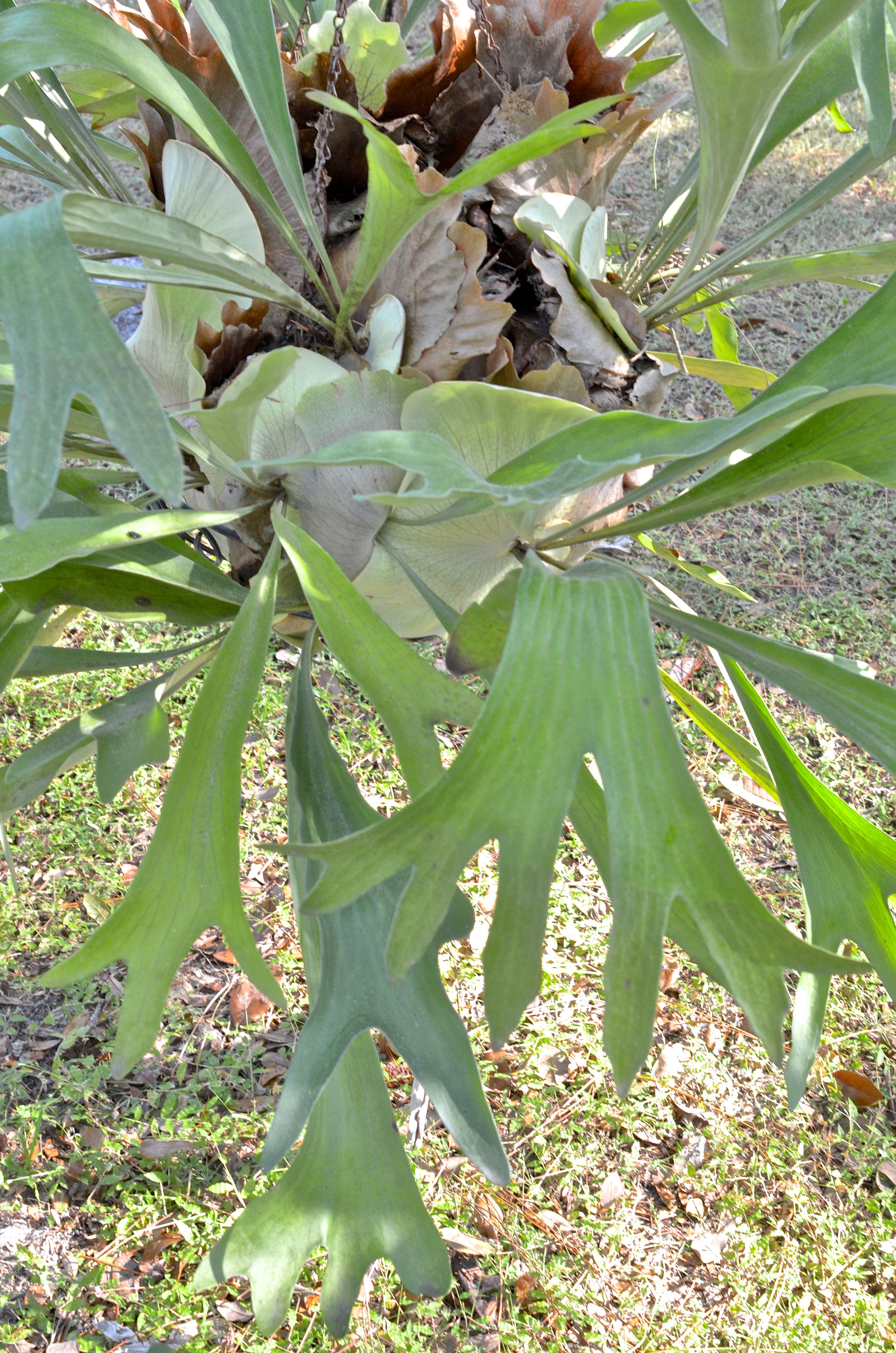 Staghorn Fern in a Hanging Basket EBTH