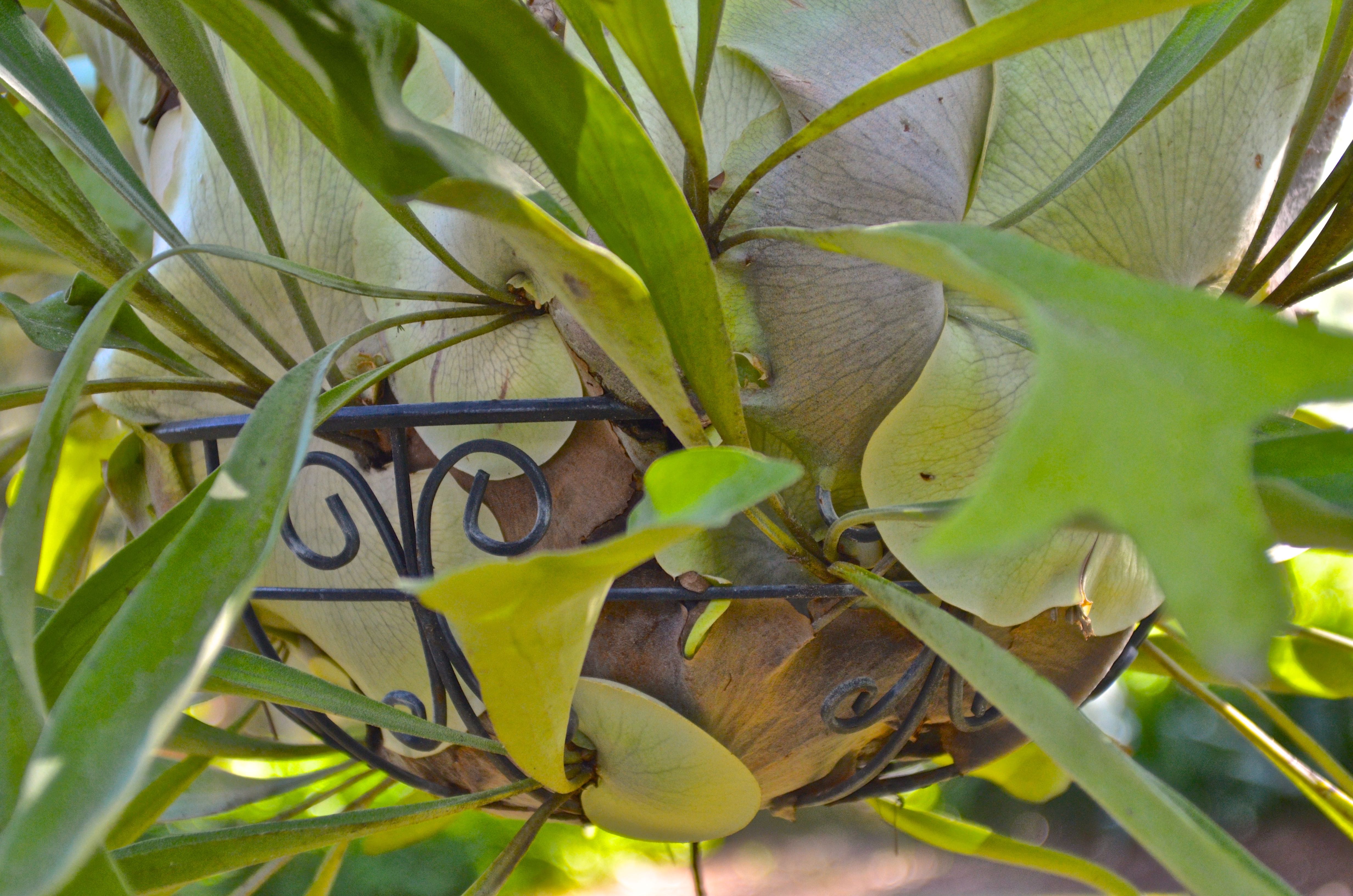 Staghorn Fern in a Hanging Basket EBTH