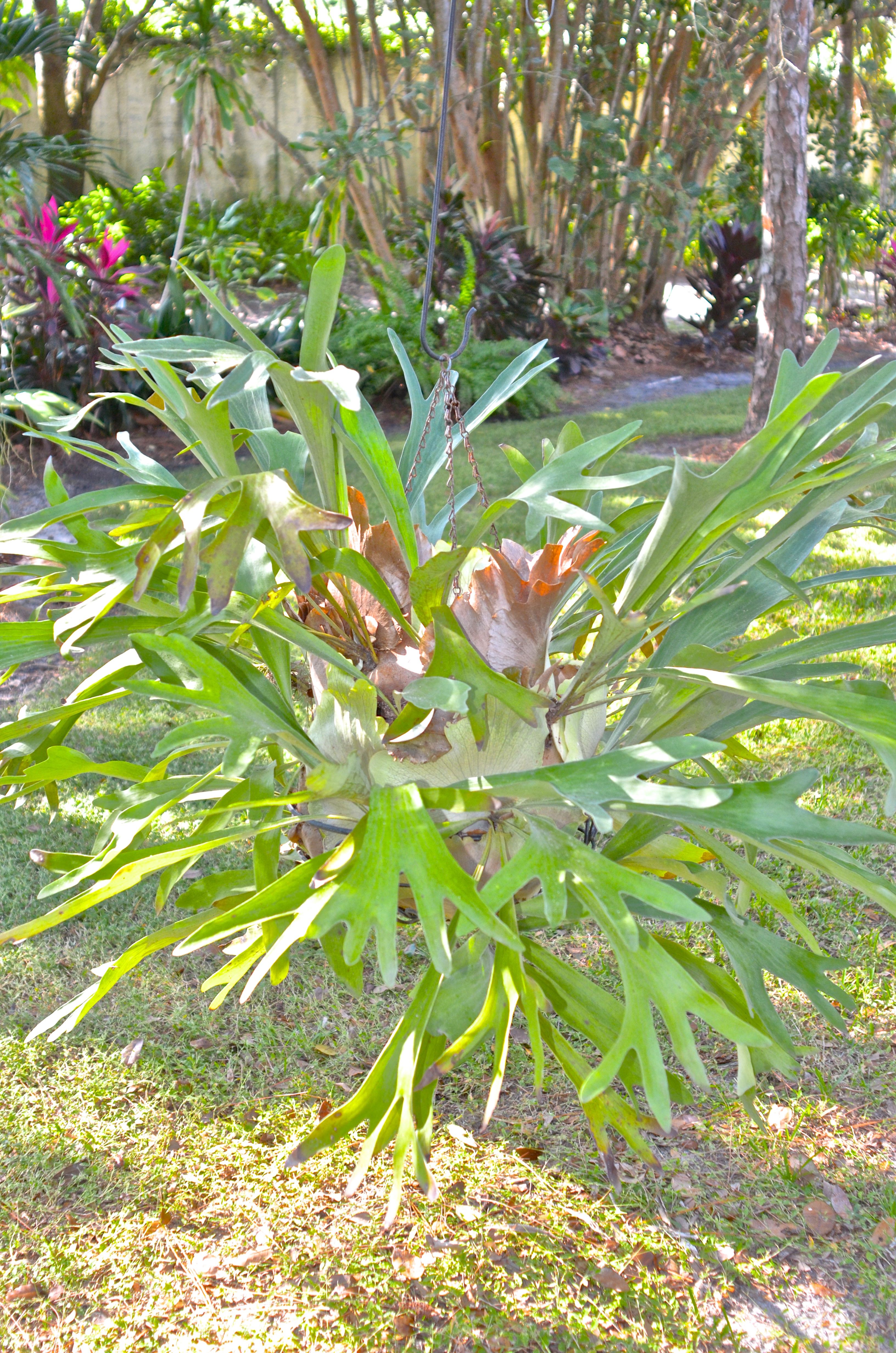 Staghorn Fern in a Hanging Basket EBTH