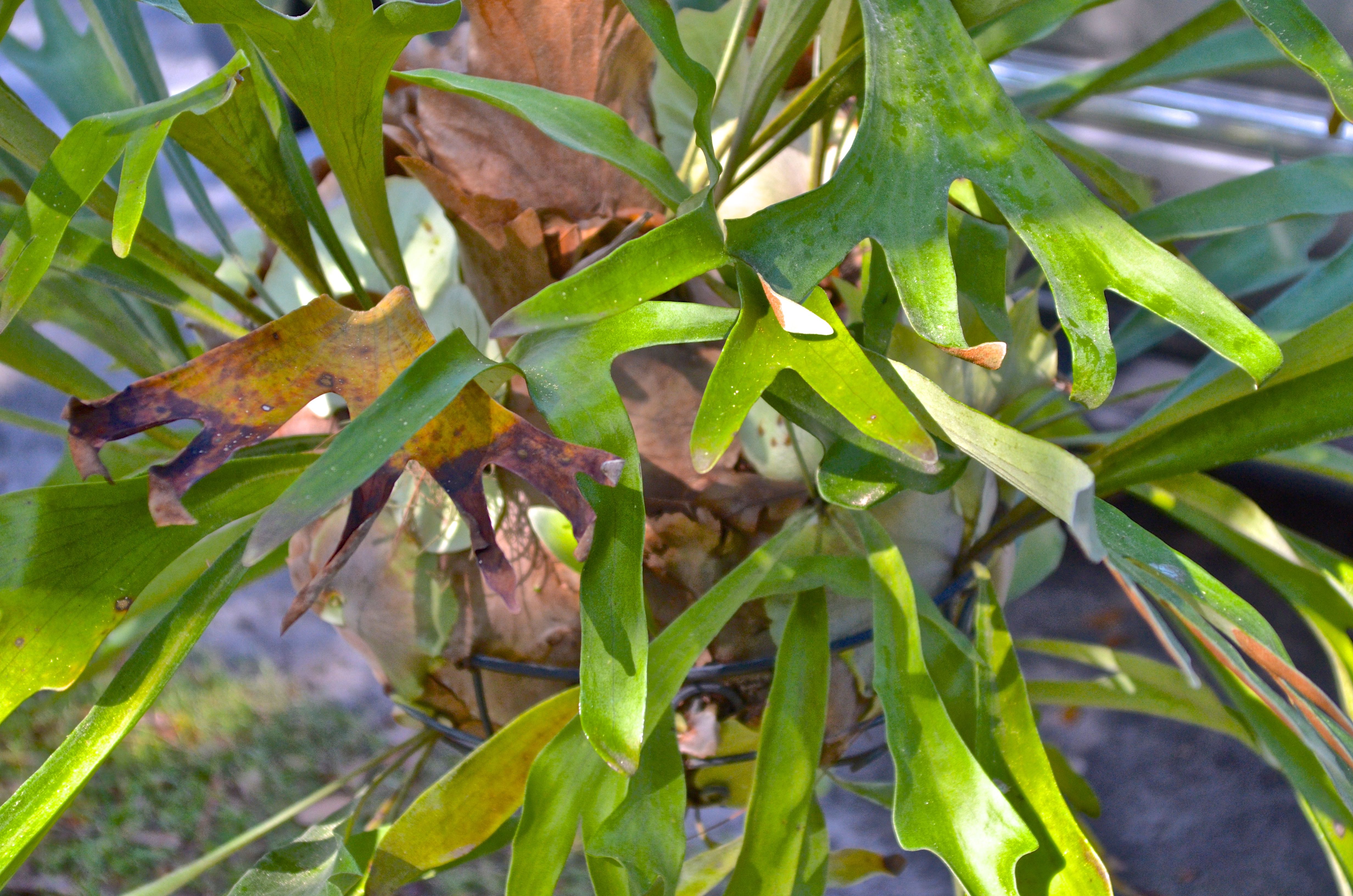 Staghorn Fern in a Hanging Basket EBTH