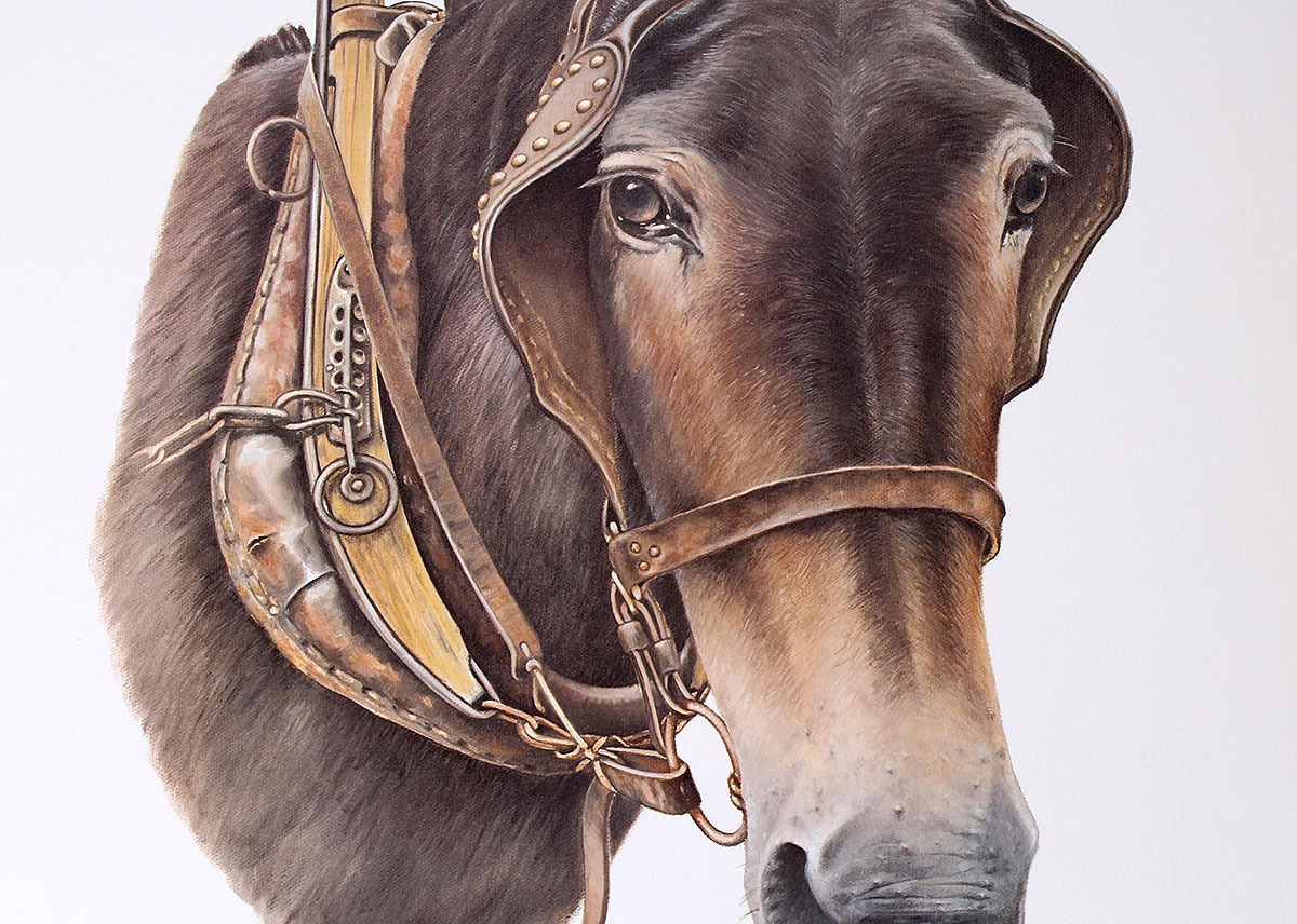 C Don Ensor Signed Offset Lithographs of Horses EBTH