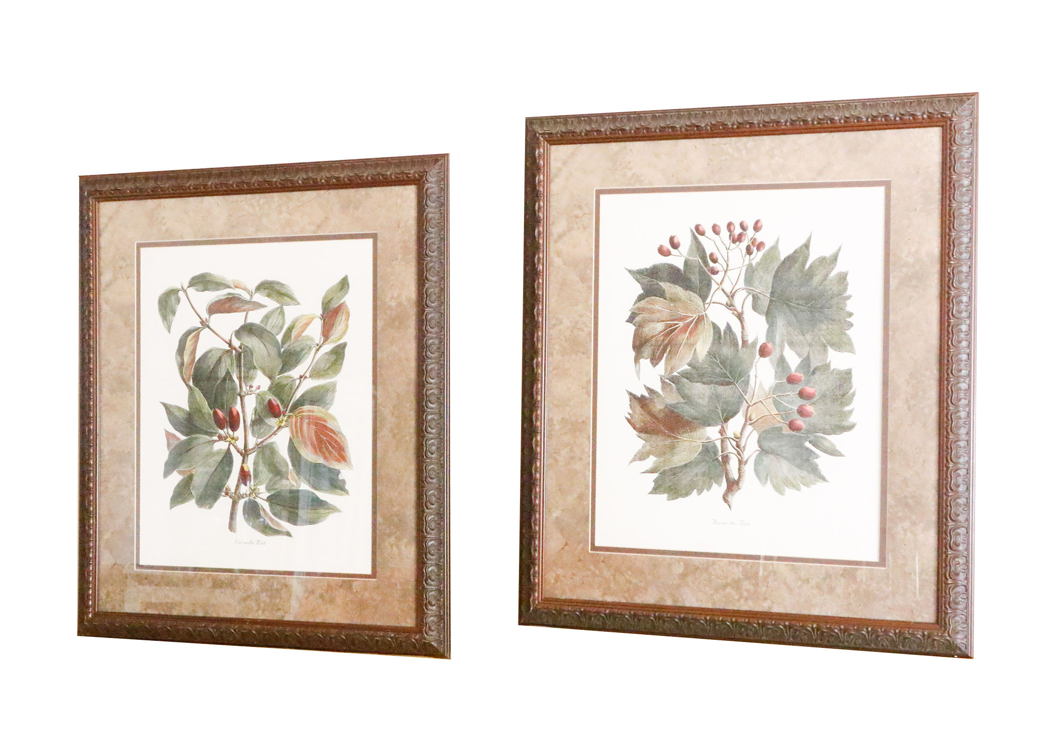 Two Framed Botanical Prints | EBTH