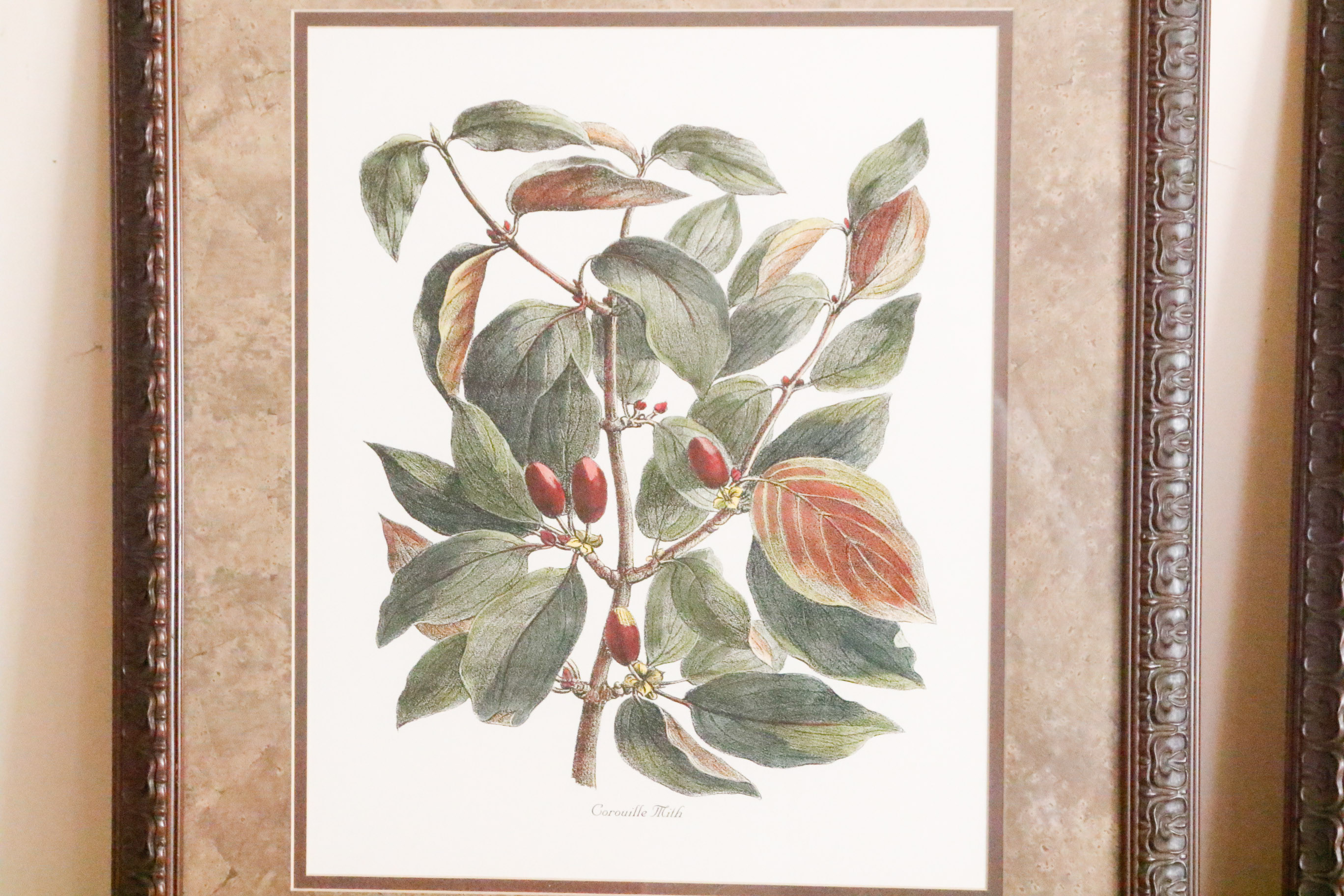 Two Framed Botanical Prints EBTH