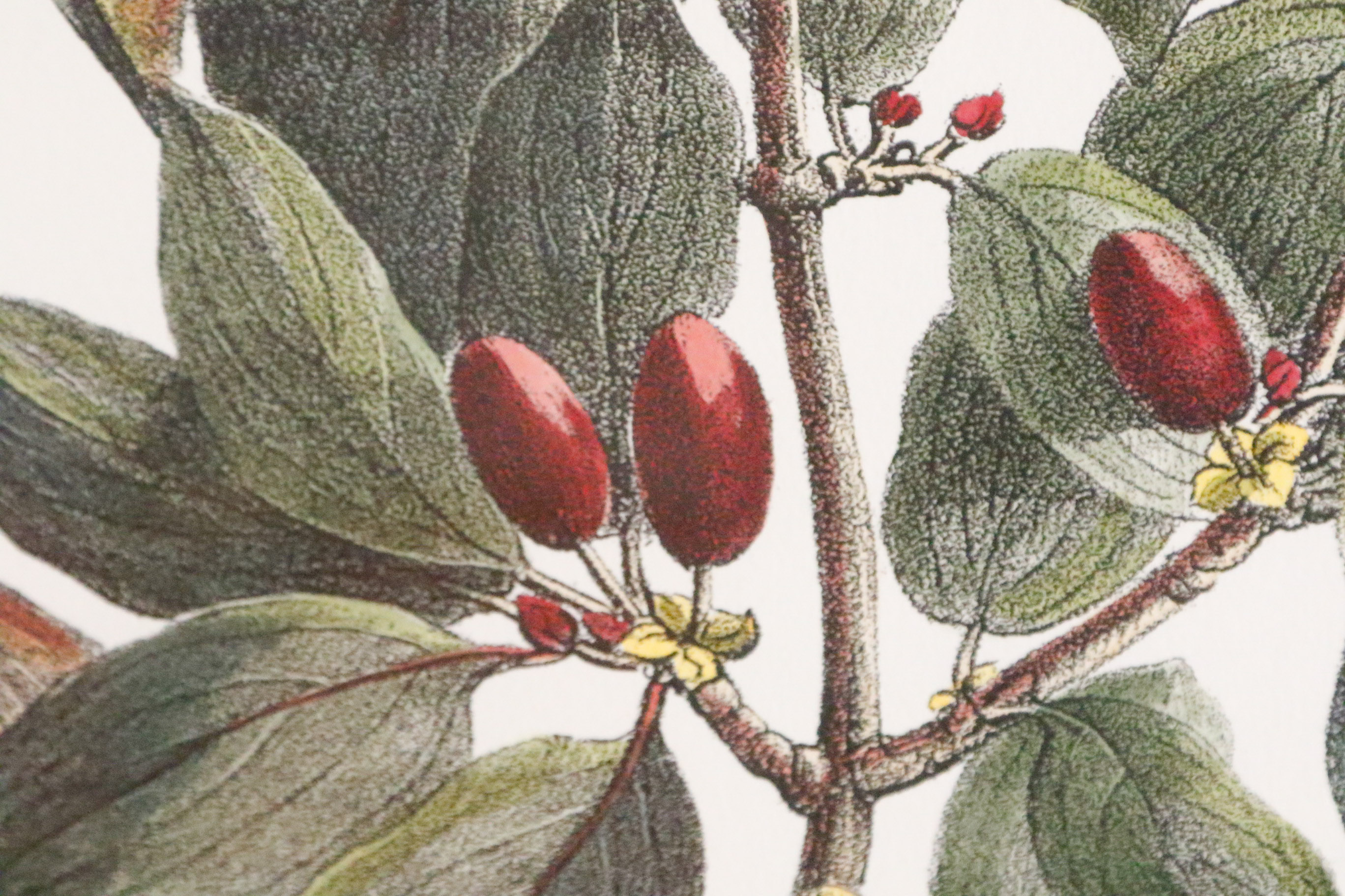 Two Framed Botanical Prints | EBTH