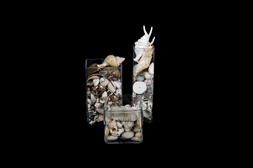 Group Seashells in Square Glass Containers EBTH