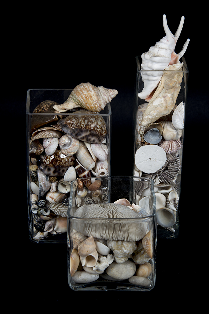 Group Seashells in Square Glass Containers EBTH