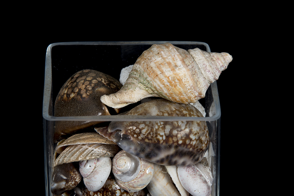 Group Seashells in Square Glass Containers EBTH