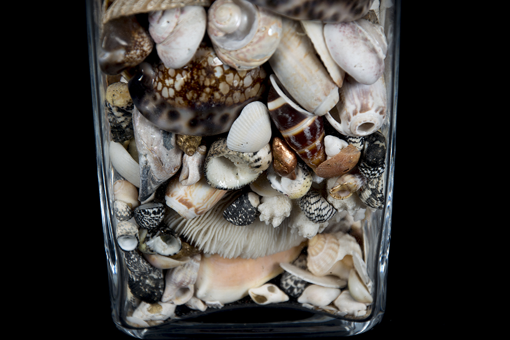 Group Seashells in Square Glass Containers EBTH