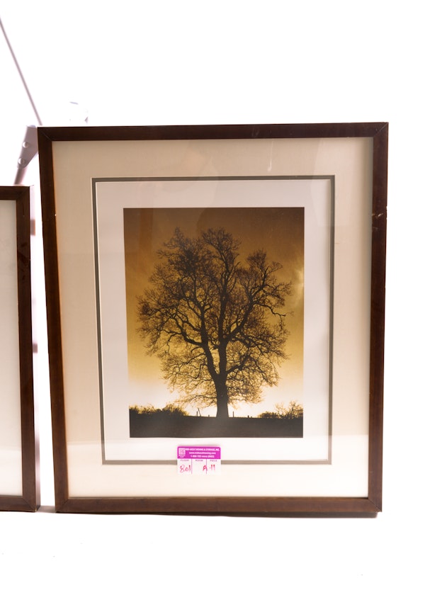 Trio of Framed Nature Prints : EBTH