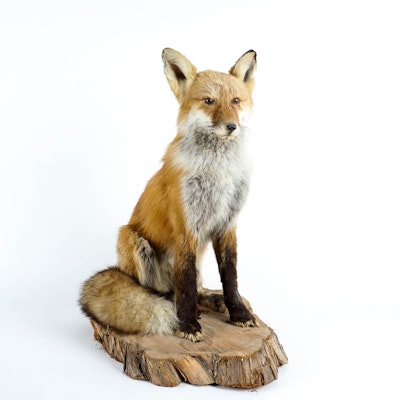 Taxidermy Red Fox Mount Taxidermy Red Fox Mount
