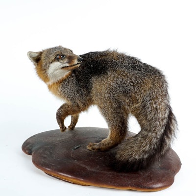 Taxidermy Gray Fox Mount Taxidermy Gray Fox Mount