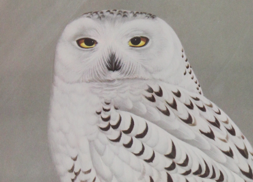 John Ruthven Offset Lithograph Print "Snowy Owl" EBTH
