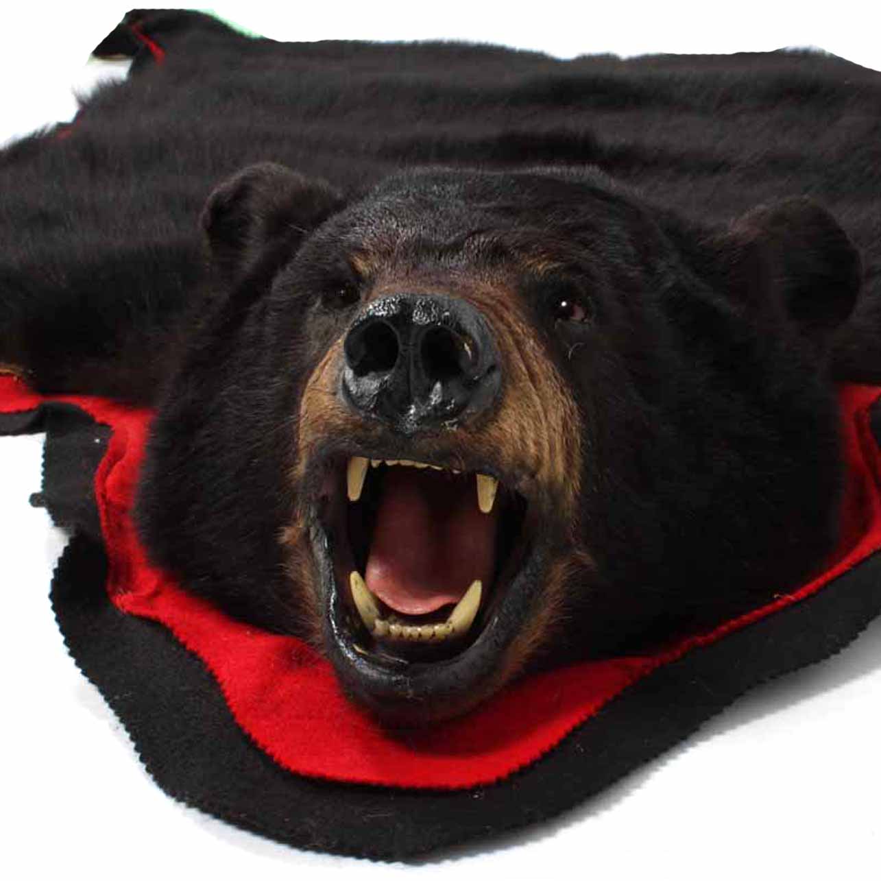 Genuine Black Bear Skin Rug EBTH