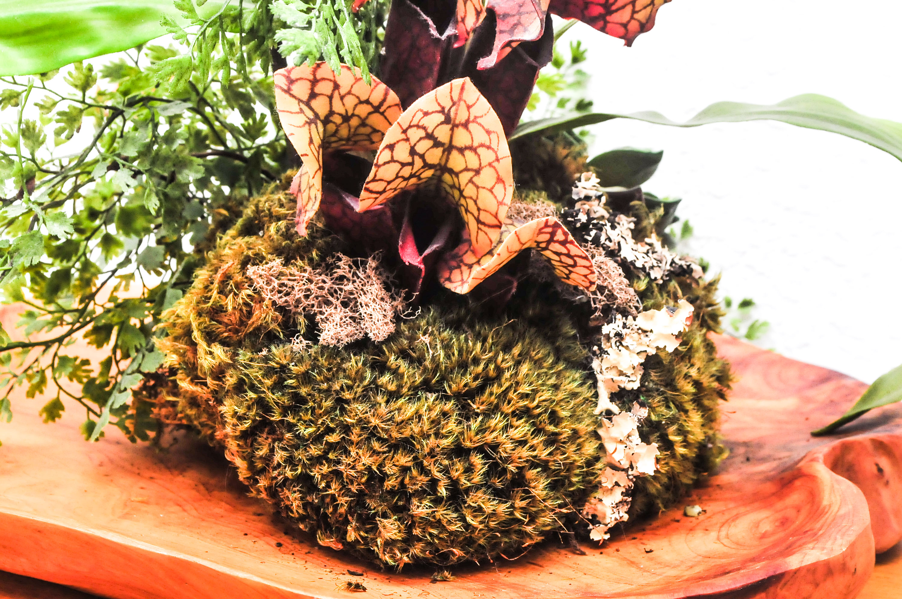 Sweetgrass Designs Silk Orchid Arrangement EBTH