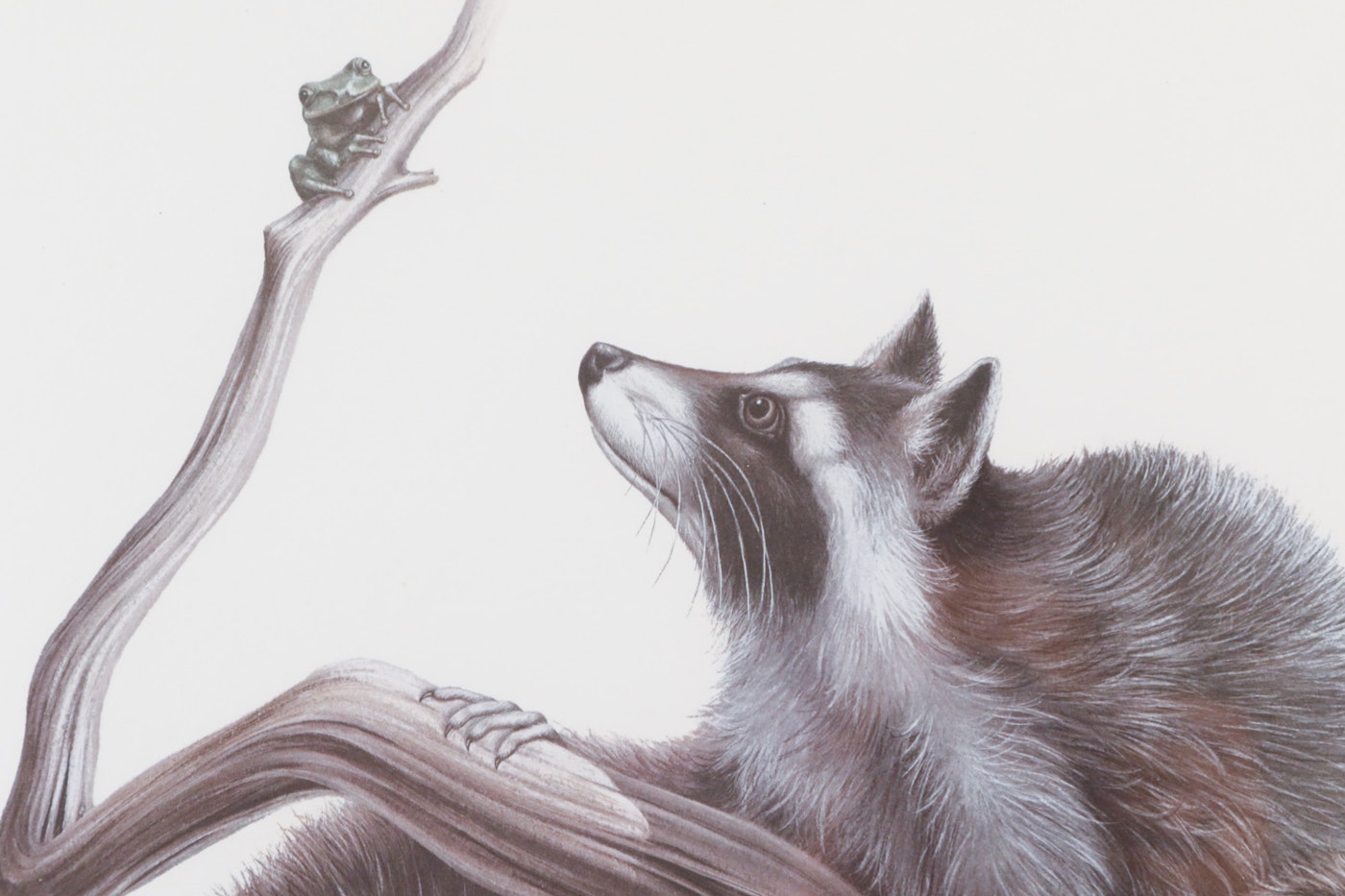 Framed Deitmar Krumrey "Raccoon" Offset Lithograph EBTH