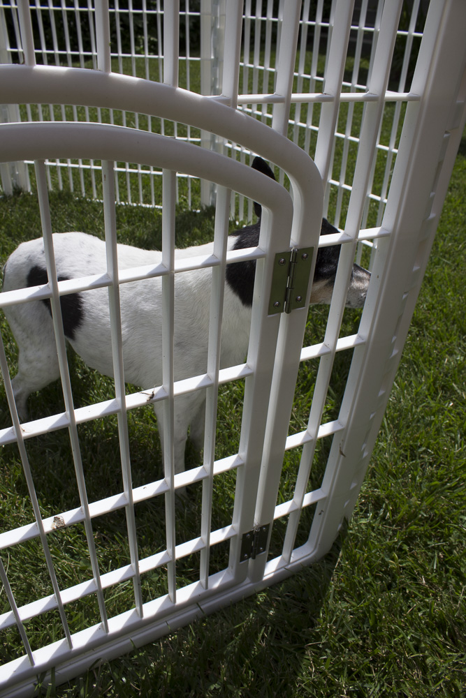 Octagonal Pet Play Yard EBTH