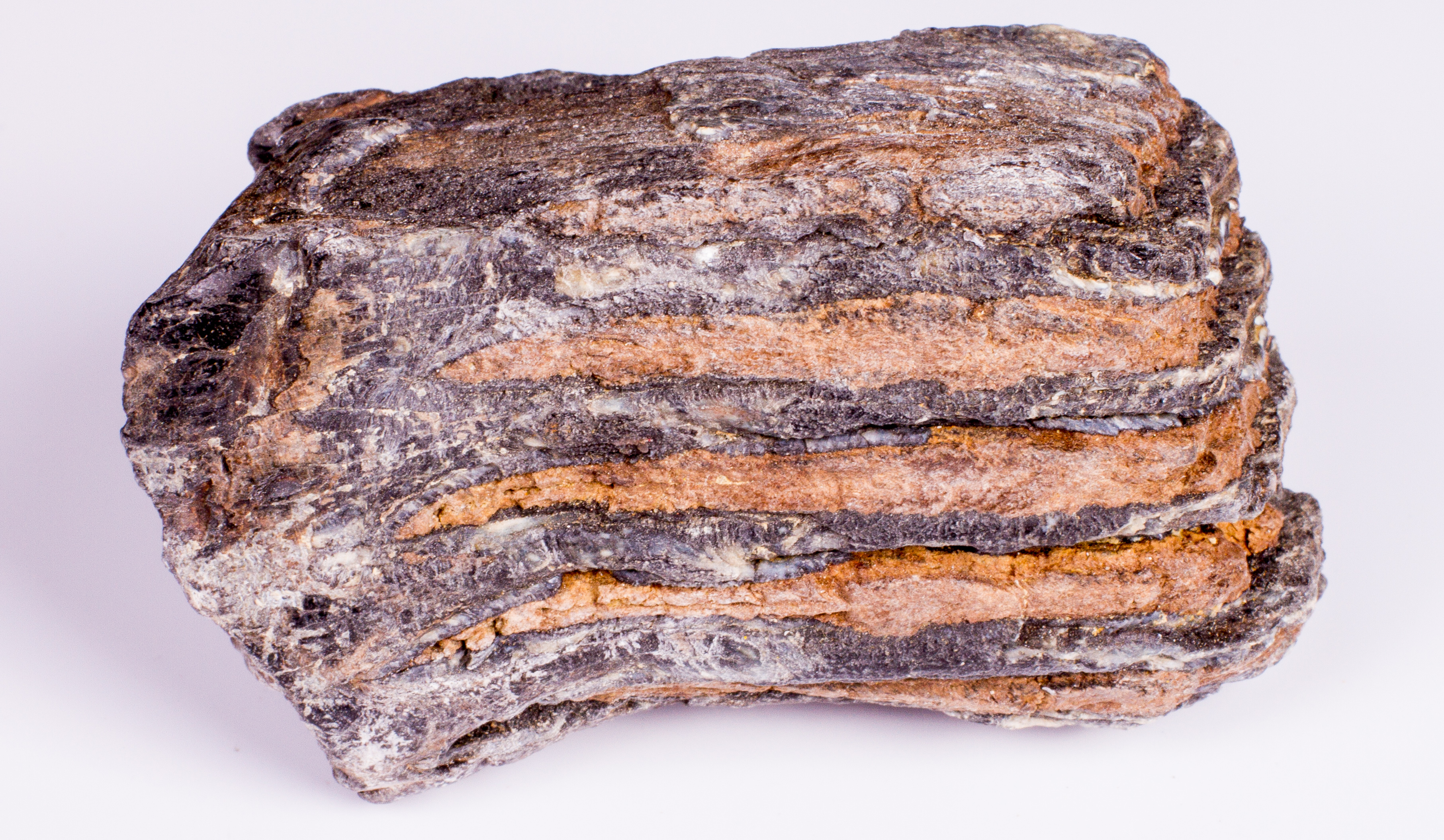 Metamorphic Sedimentary Fossil EBTH