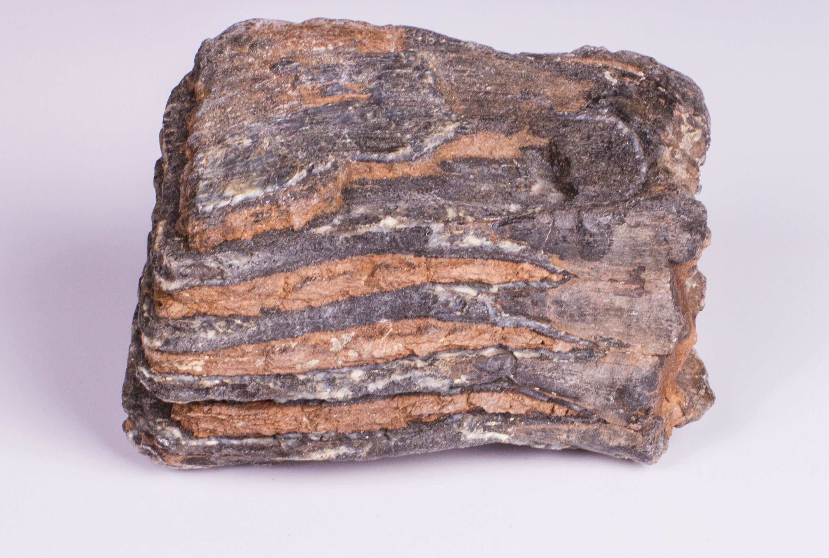 Metamorphic Sedimentary Fossil EBTH