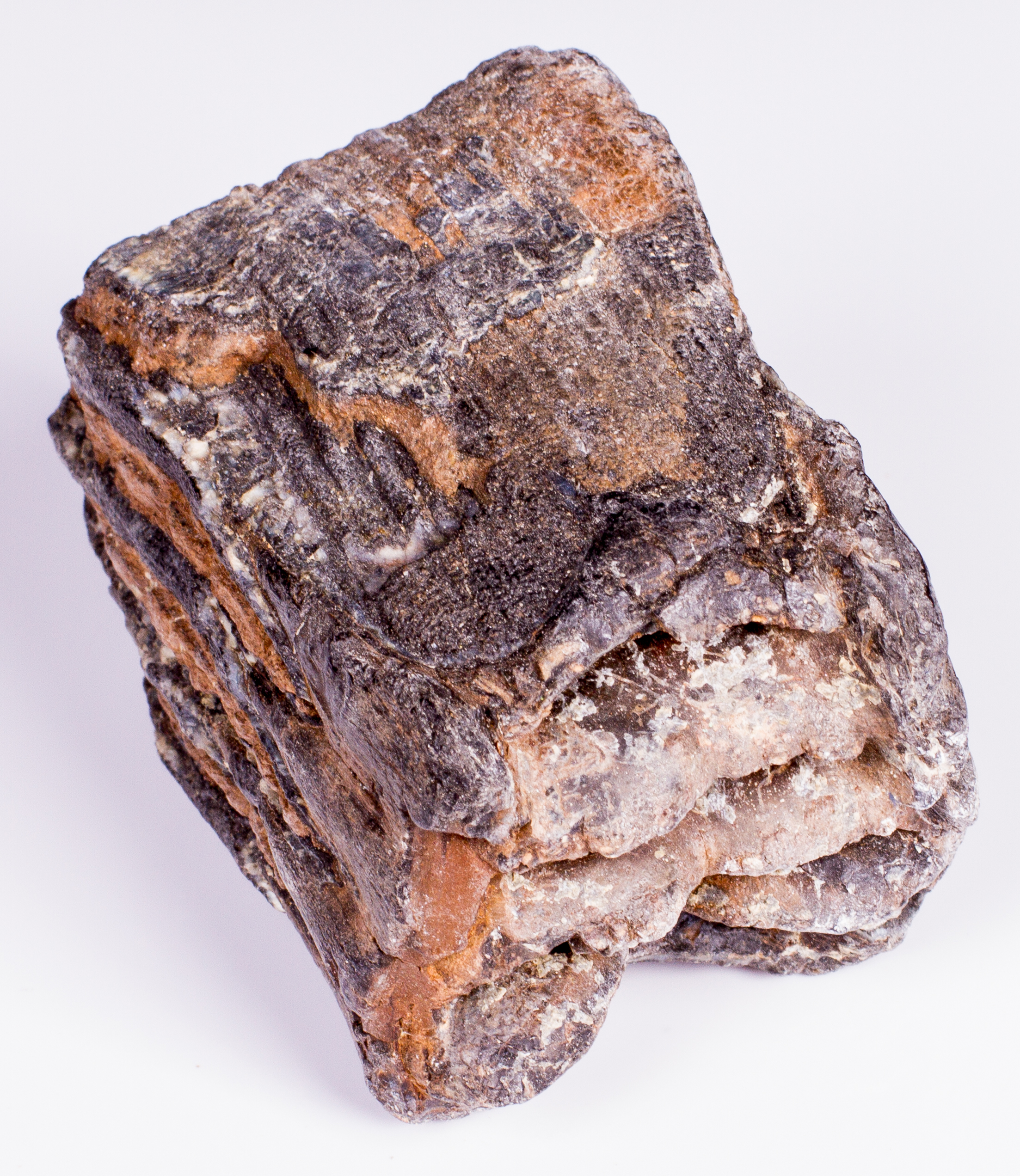 Metamorphic Sedimentary Fossil EBTH