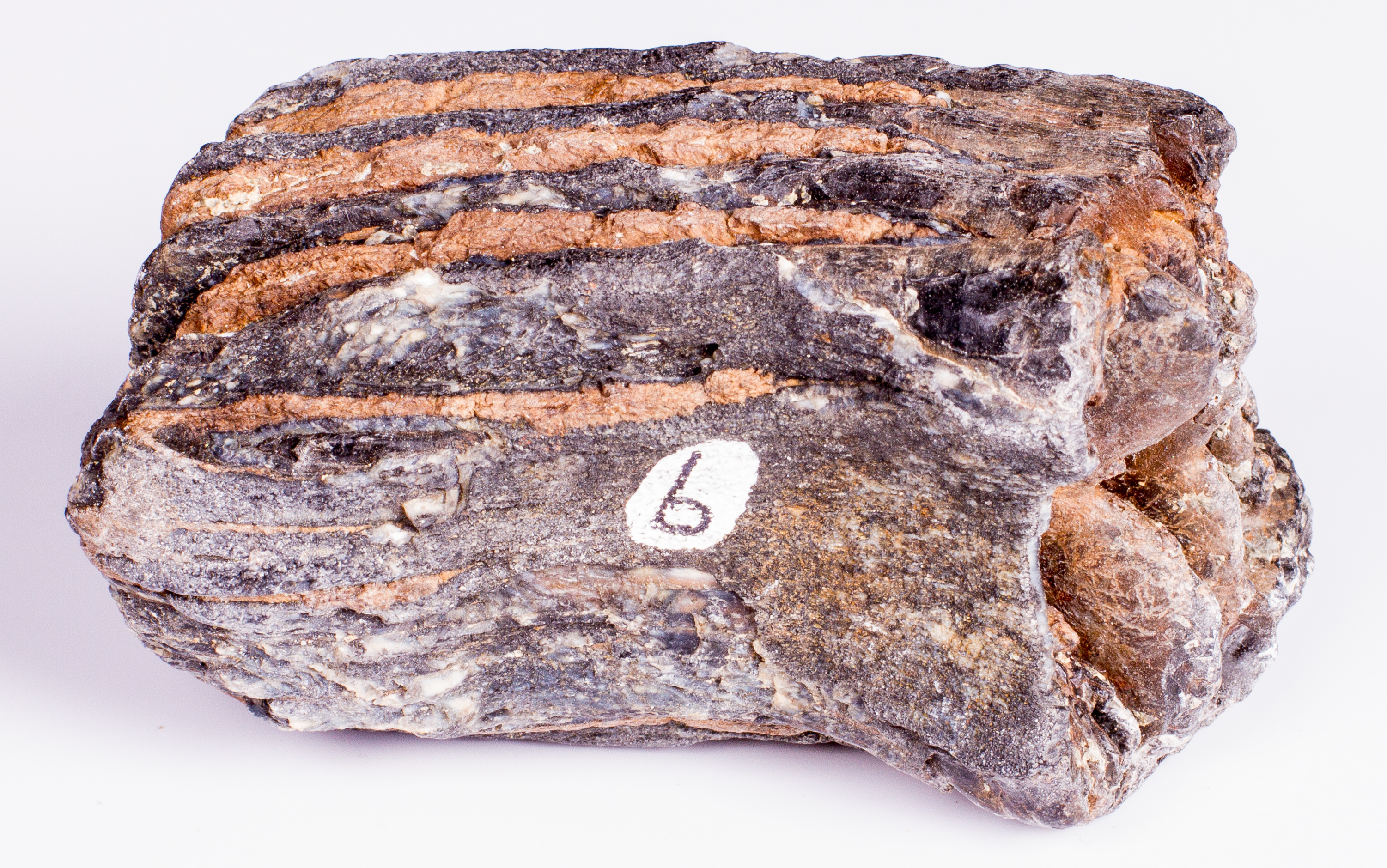 Metamorphic Sedimentary Fossil EBTH