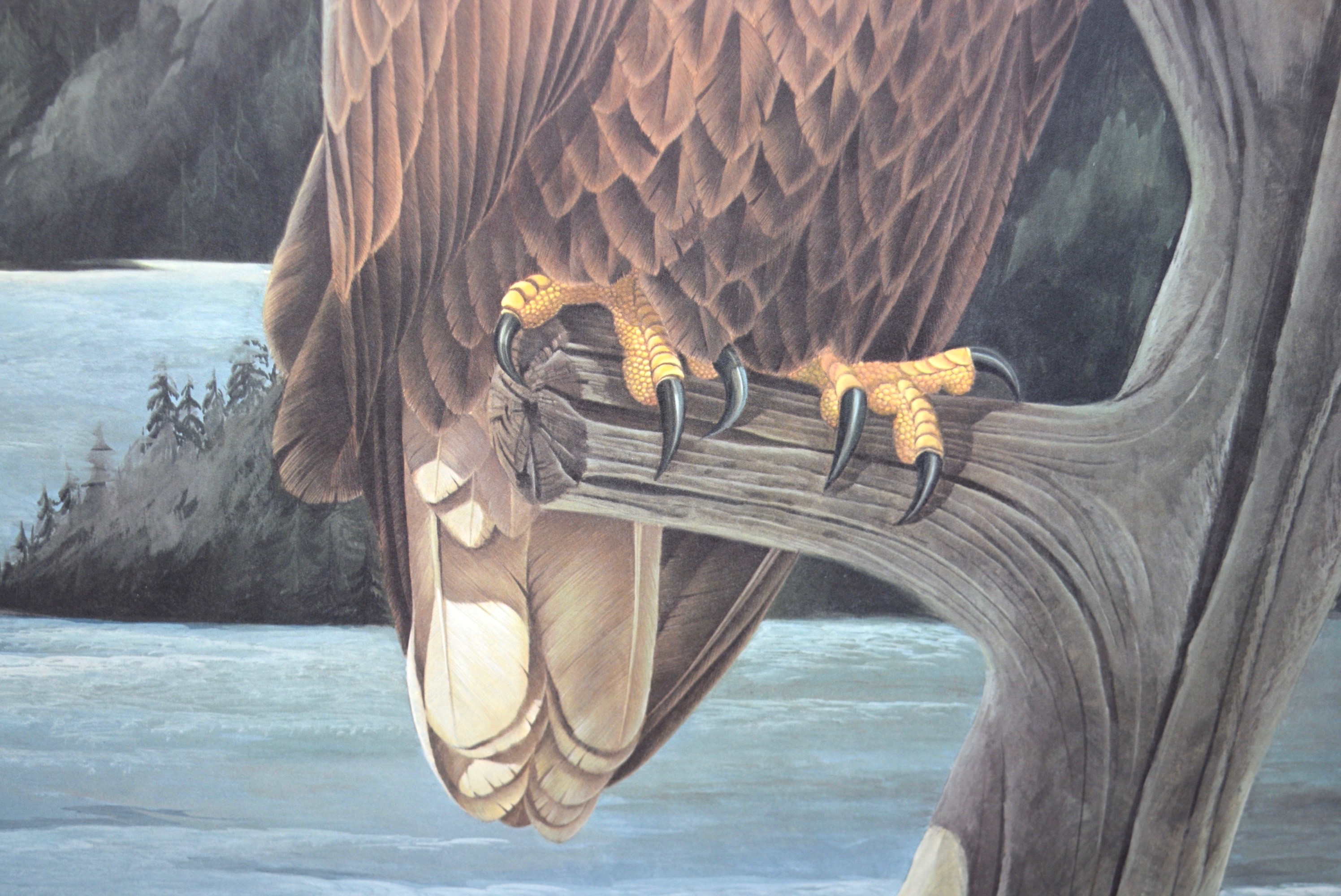 John A. Ruthven 'American Bald Eagle' Limited Edition Signed Lithograph