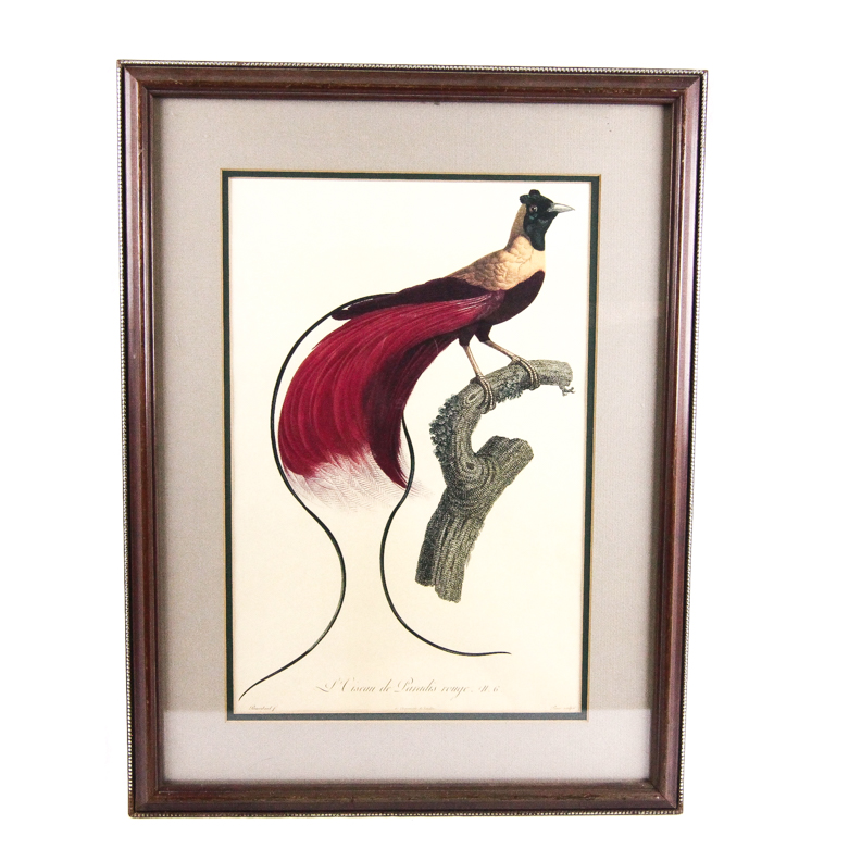 Loiseau De Paradis Rouge Lithograph After Jacques Barraband